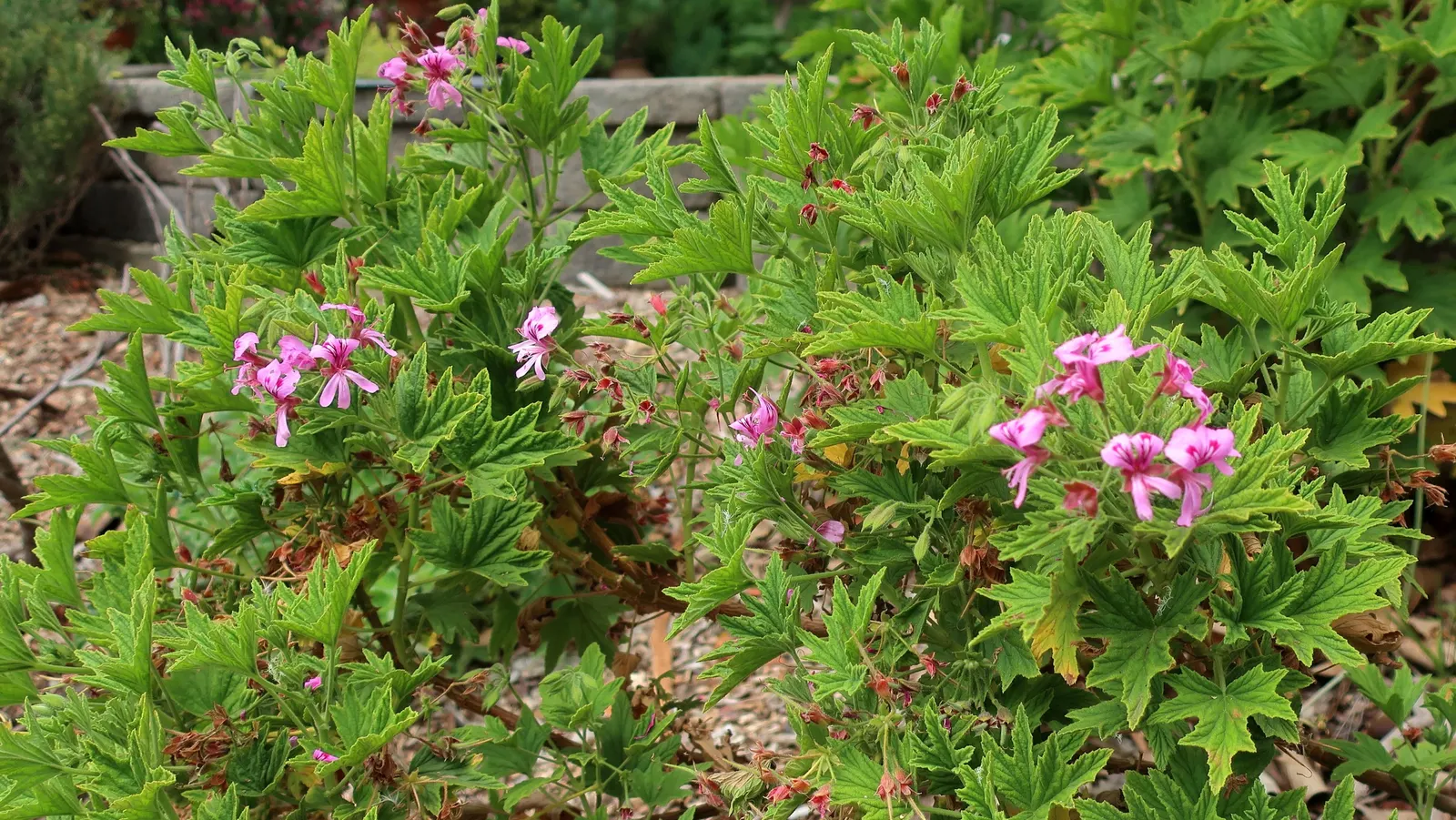 Scented Geranium (Pelargonium (Scented Types)) — around 5.8 to 6.2.<br><br>To sustain their lush growth; they demand a sunny position