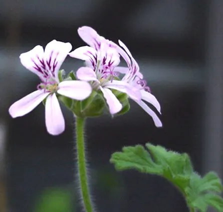 Scented Geranium (Pelargonium (Scented Types)) — their scented leaves offer a sensory delight
