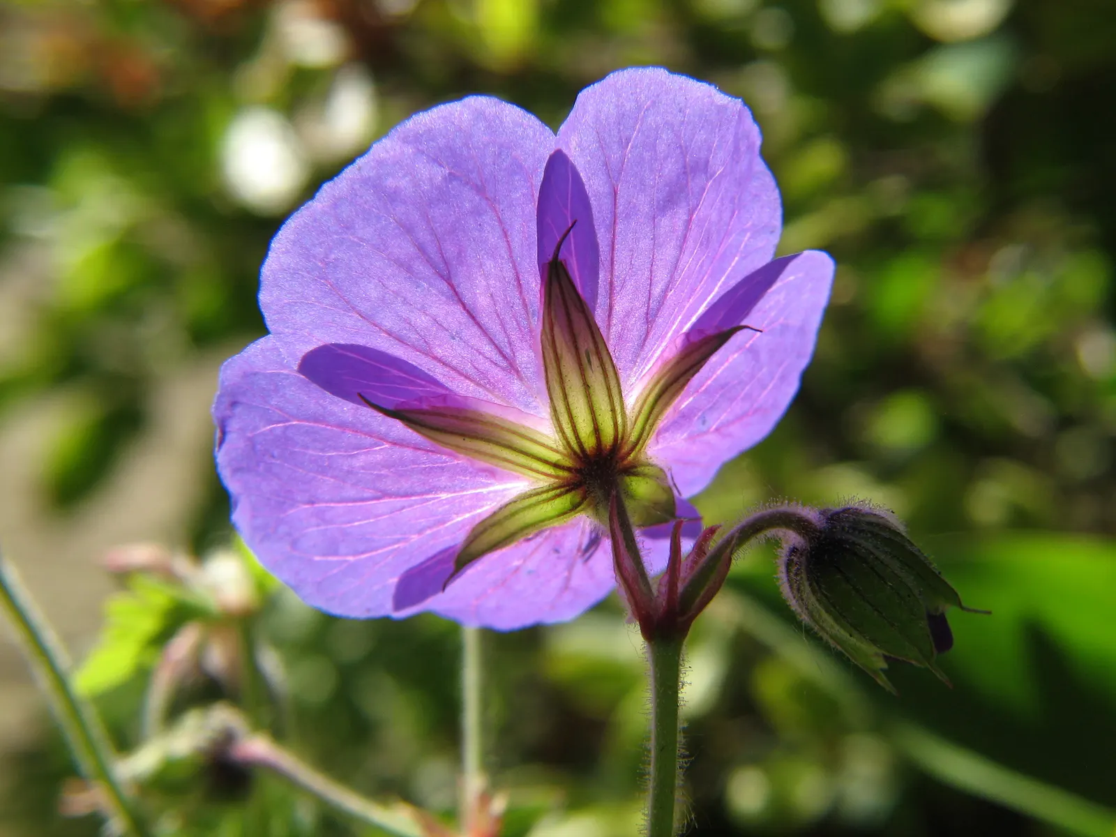 Scented Geranium (Pelargonium (Scented Types)) — Foliage shape varies, fostering textural interest in gardens up to 3 feet wide and 2 feet high