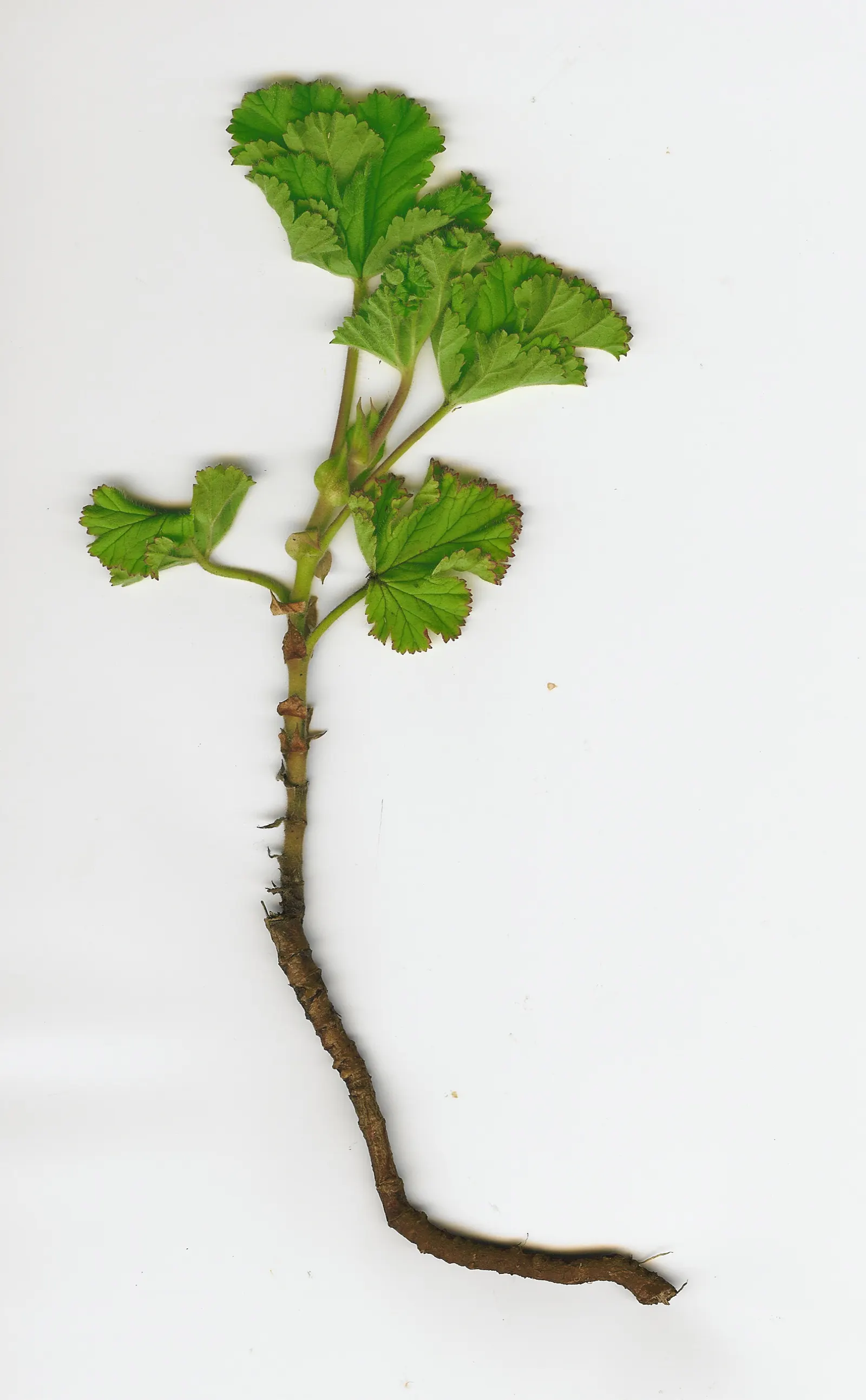 Scented Geranium (Pelargonium (Scented Types)) — regular watering is recommended