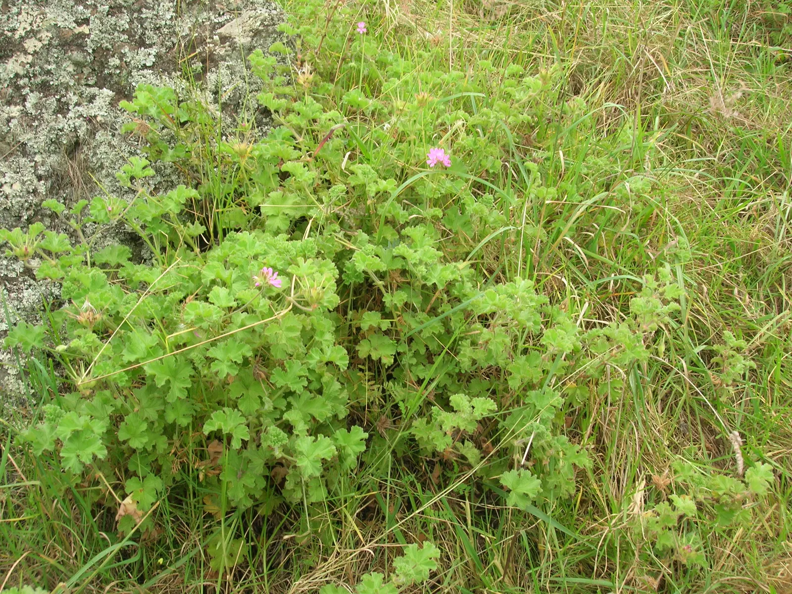 Scented Geranium (Pelargonium (Scented Types)) — perennial for full or half; the Scented Geranium's compact size and appealing characteristics make it an