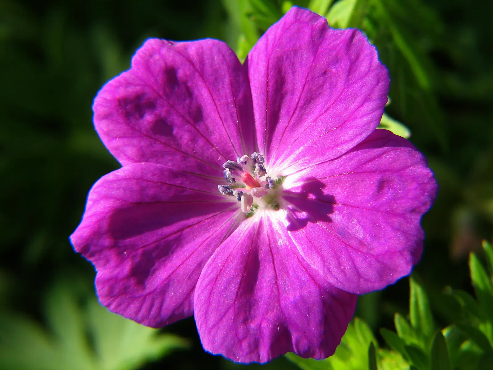Scented Geranium (Pelargonium (Scented Types)) — perennial for full or half