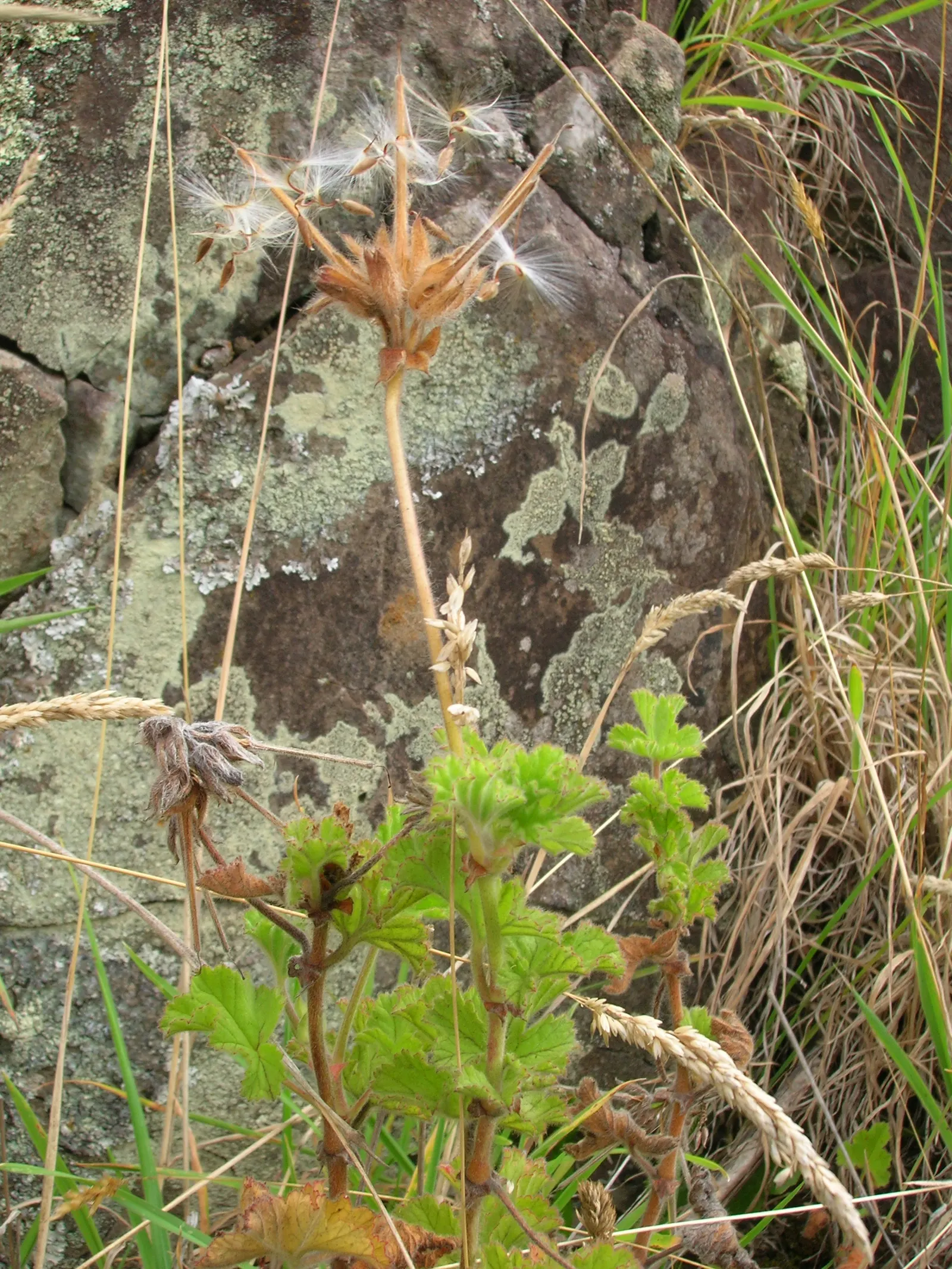 Scented Geranium (Pelargonium (Scented Types)) — while sparse blooms add a subtle splash of color; and prefer well-drained soil with a slightly acidic to