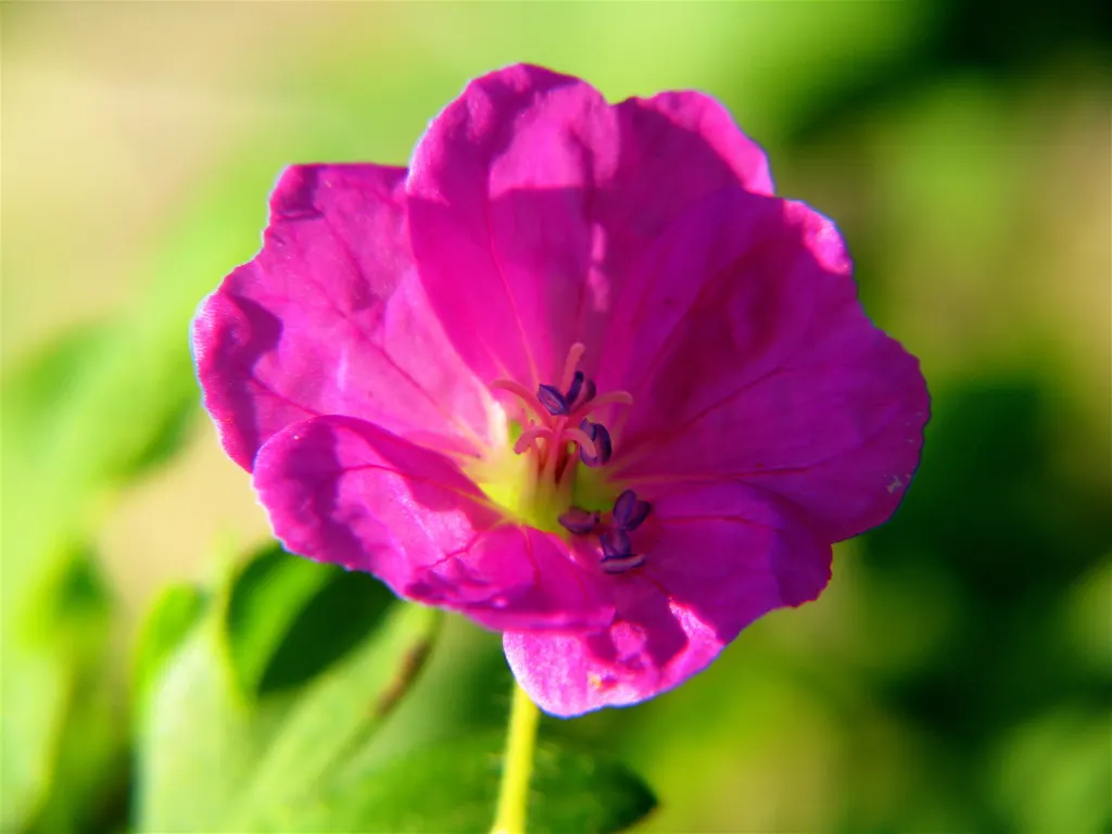 Scented Geranium (Pelargonium (Scented Types)) — They demand a sunny position; around 5.8 to 6.2.<br><br>To sustain their lush growth