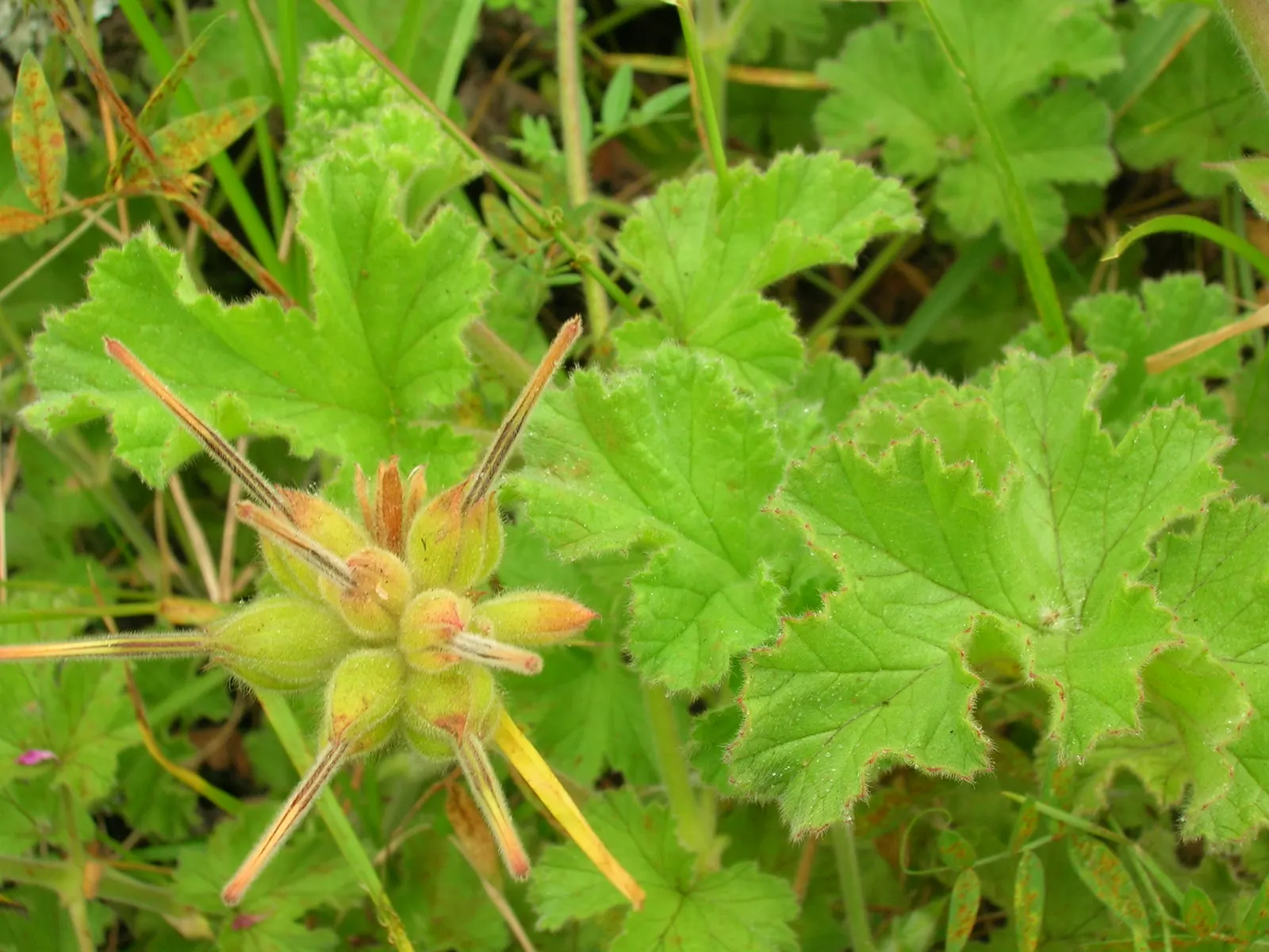 Scented Geranium (Pelargonium (Scented Types)) — and prefer well-drained soil with a slightly acidic to neutral pH; while sparse blooms add a subtle splash of