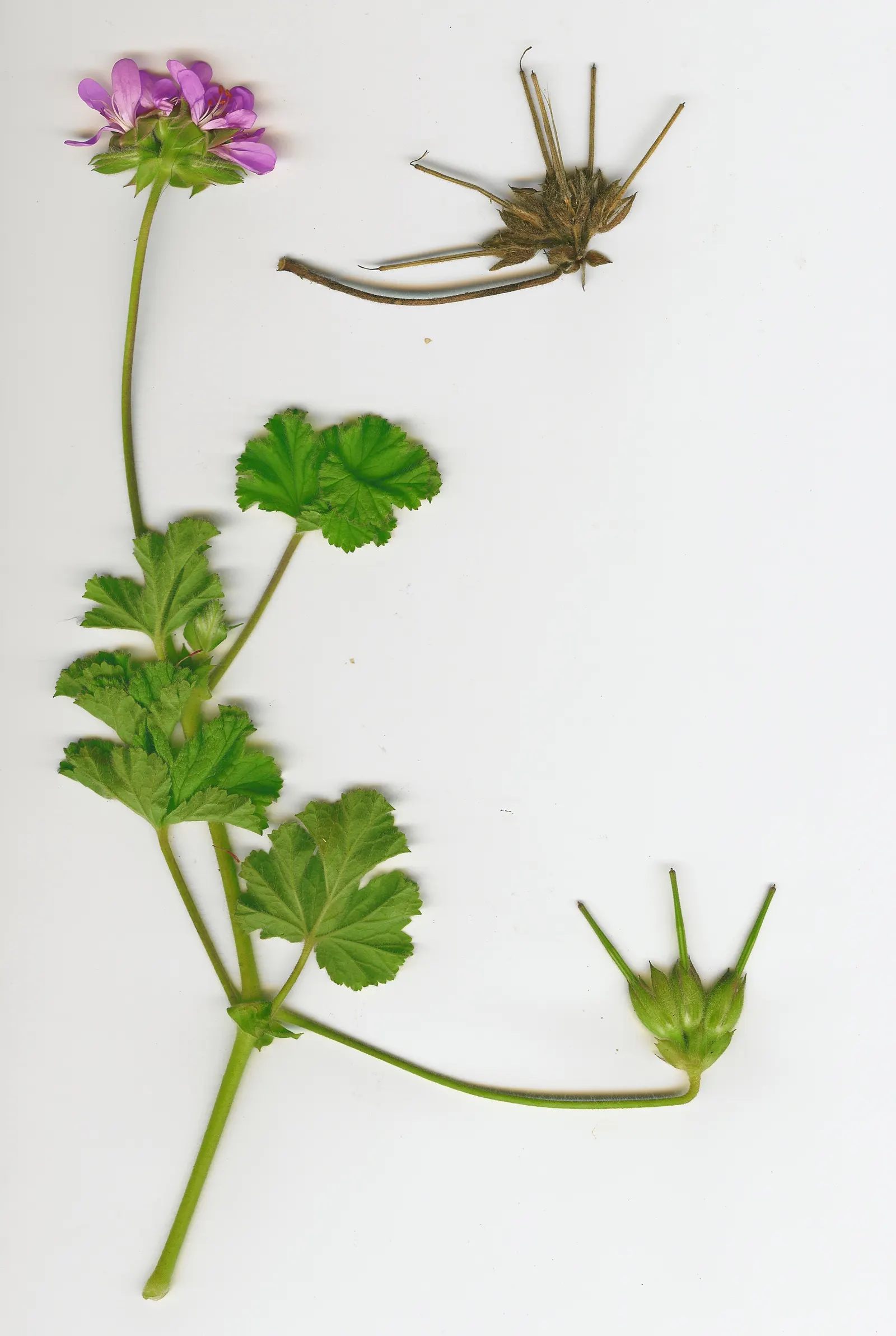 Scented Geranium (Pelargonium (Scented Types)) — around 5.8 to 6.2.<br><br>To sustain their lush growth