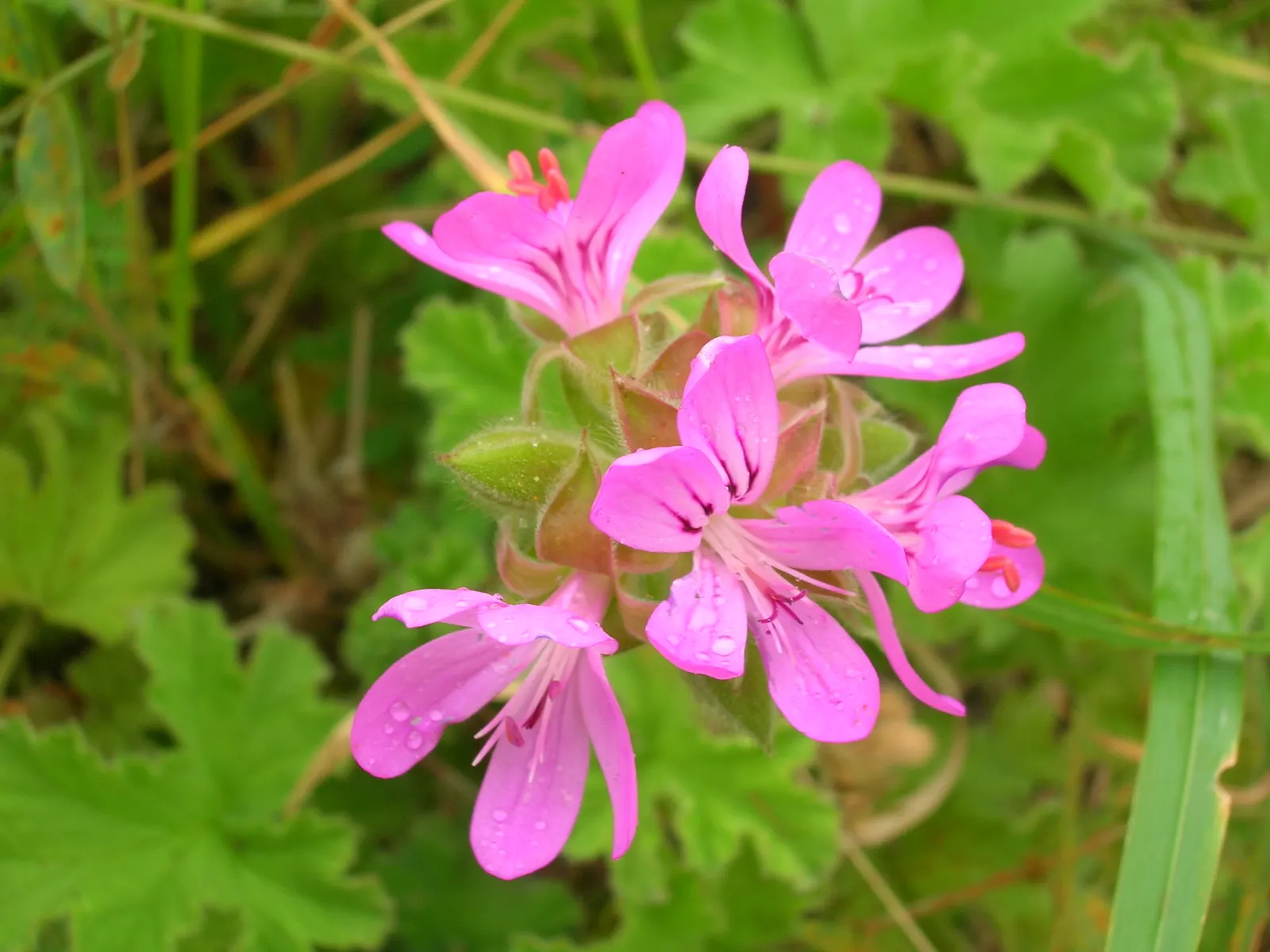 Scented Geranium (Pelargonium (Scented Types)) — pink and purple and red flowers in the garden