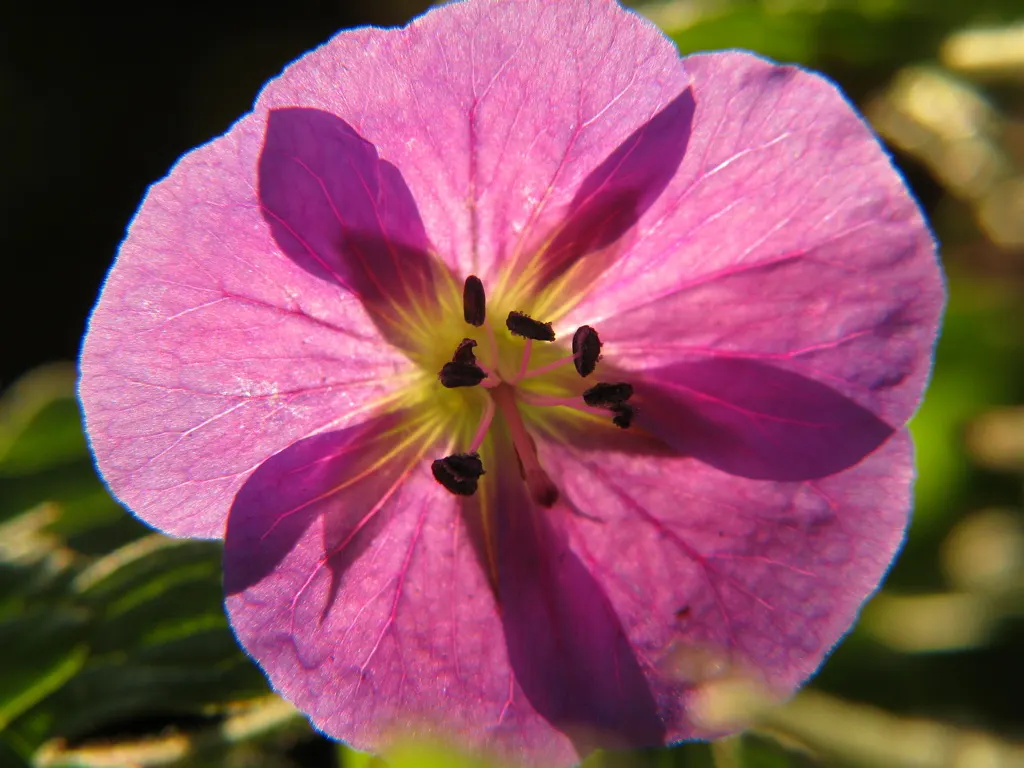 Scented Geranium (Pelargonium (Scented Types)) — Foliage shape varies, fostering textural interest in gardens up to 3 feet wide and 2 feet high; encompassing