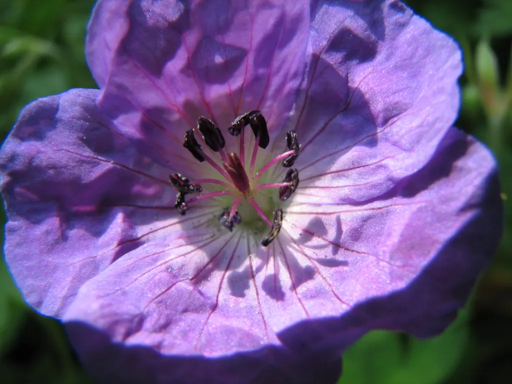 Scented Geranium (Pelargonium (Scented Types)) — though the plants are reasonably drought-tolerant once established