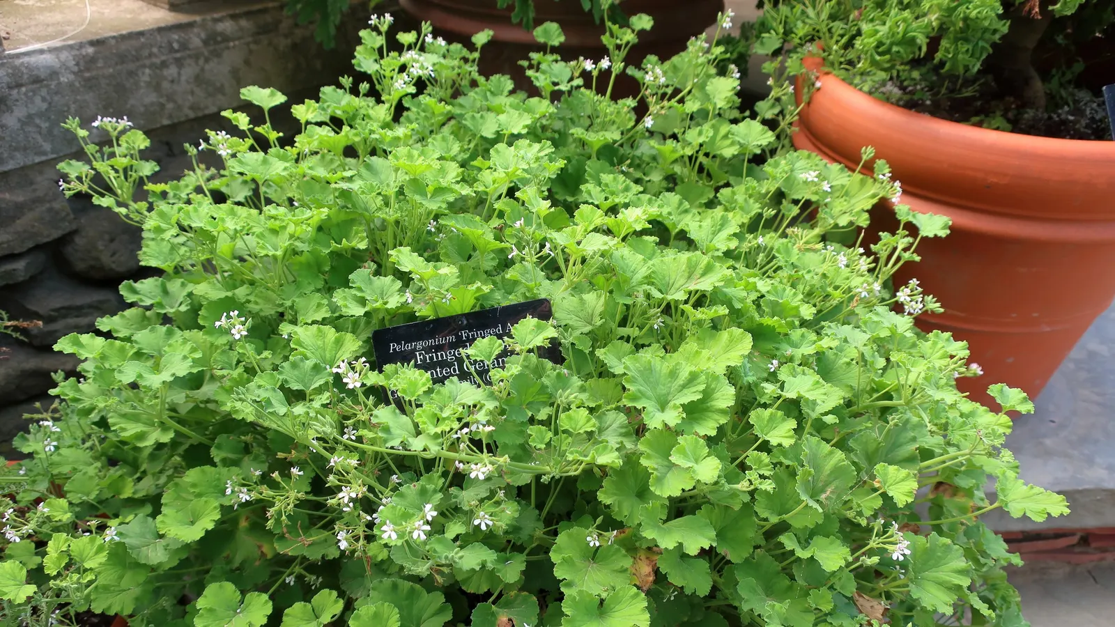 Scented Geranium (Pelargonium (Scented Types)) — perennial with pink and purple and red blooms; thriving best in full sunlight for at least six hours a day
