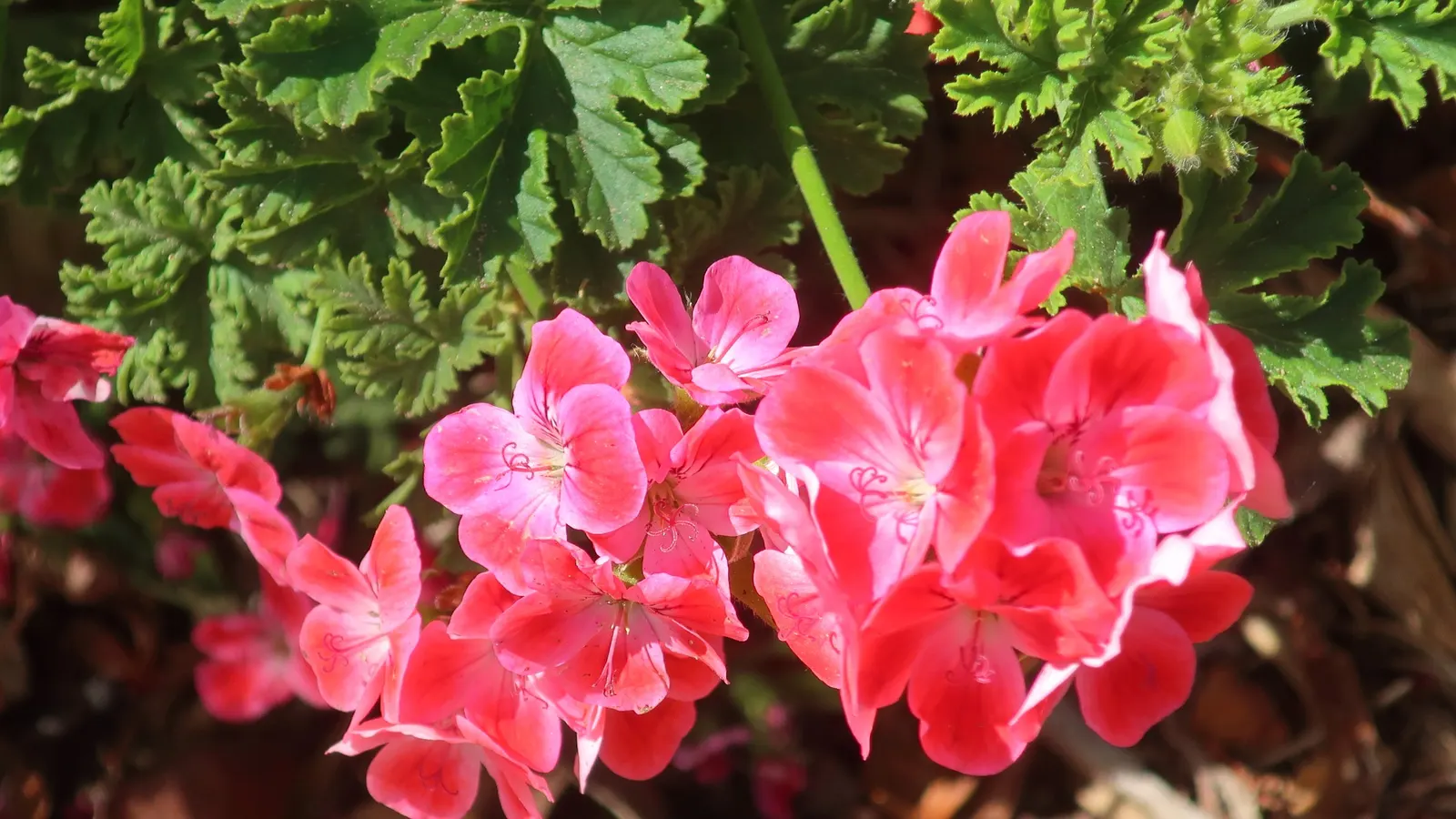 Scented Geranium (Pelargonium (Scented Types)) — The Scented Geranium's compact size and appealing characteristics make it an integral addition to, image 45