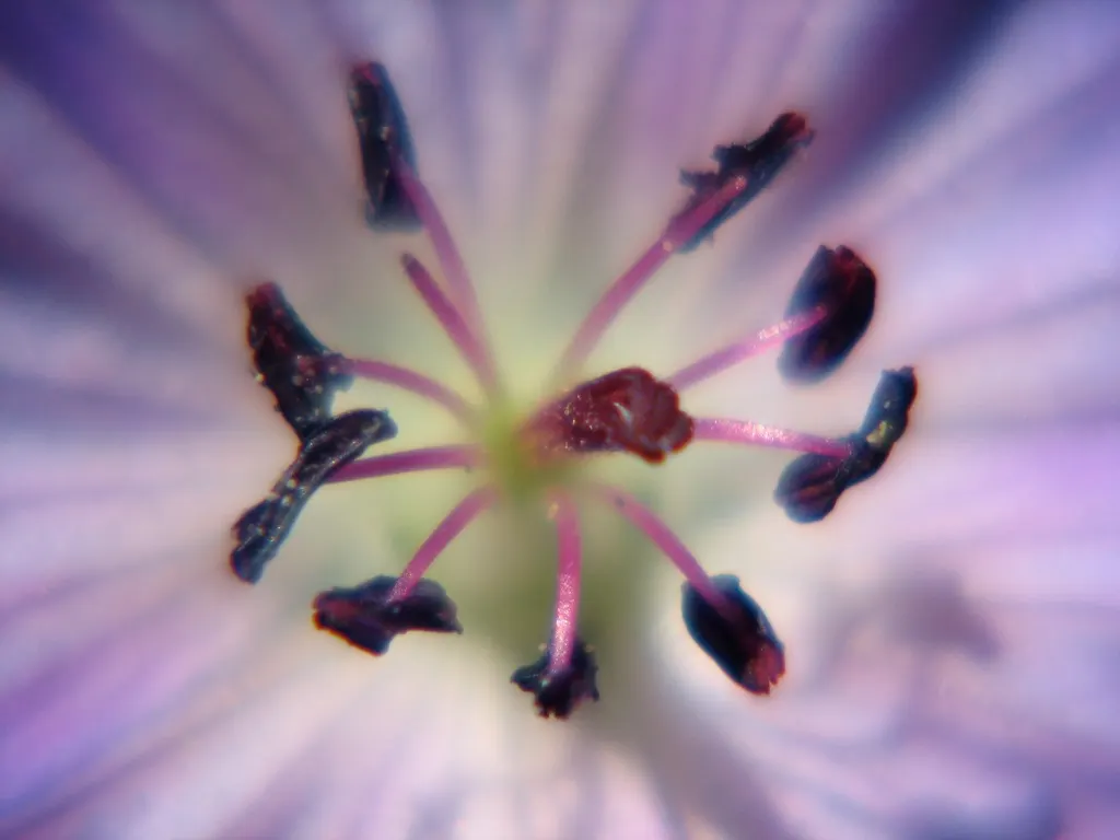 Scented Geranium (Pelargonium (Scented Types)) — This versatile plant hails from the Geraniaceae family and is celebrated for its fragrant foliage, image 33