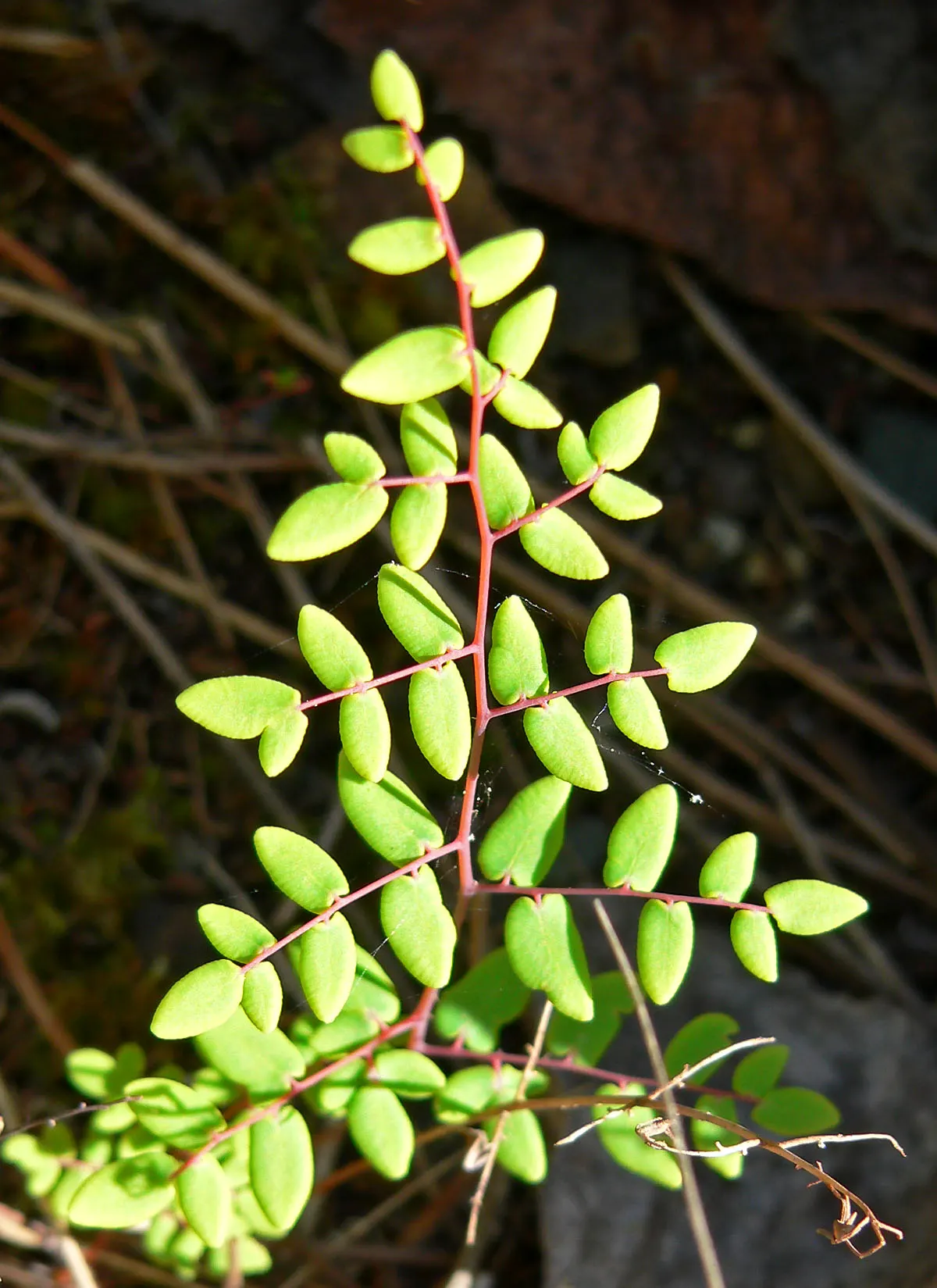 Coffee Fern (Pellaea Andromedifolia) — coffee-colored leaves contrast beautifully with lighter foliage