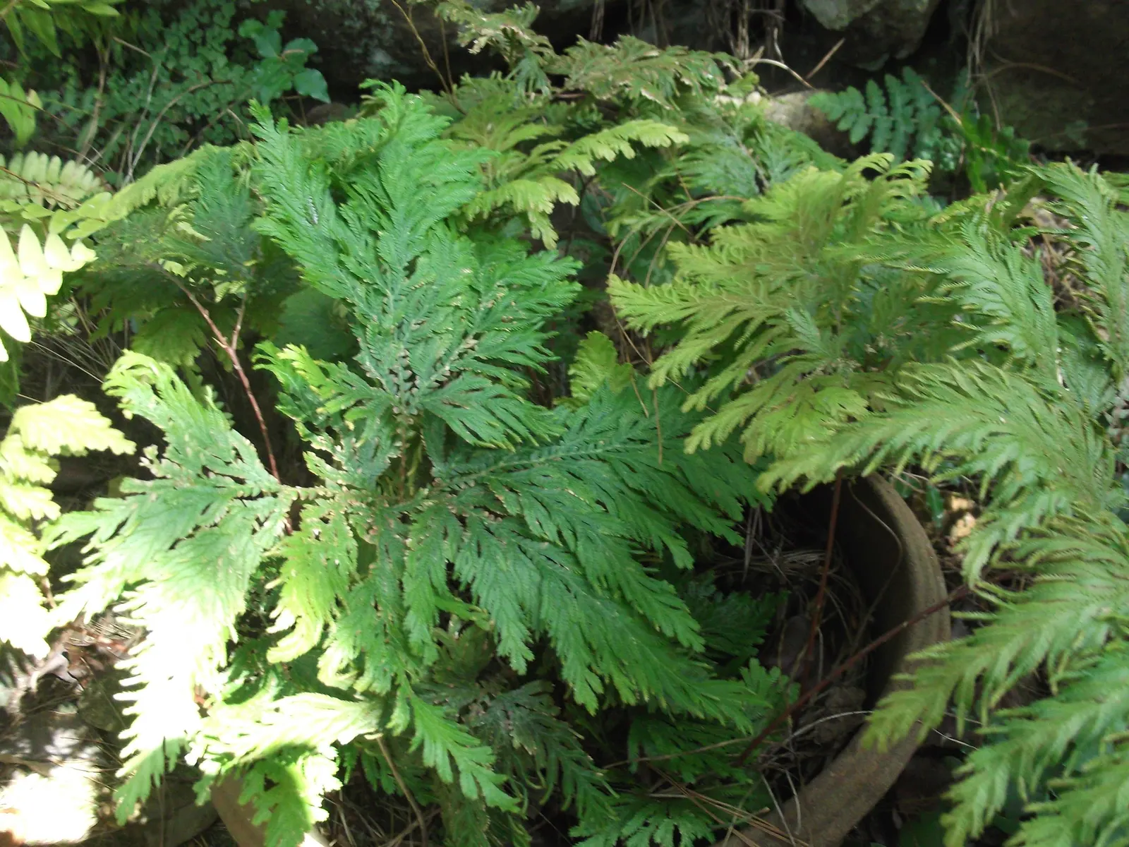 Coffee Fern (Pellaea Andromedifolia) — It is particularly suited for rock gardens