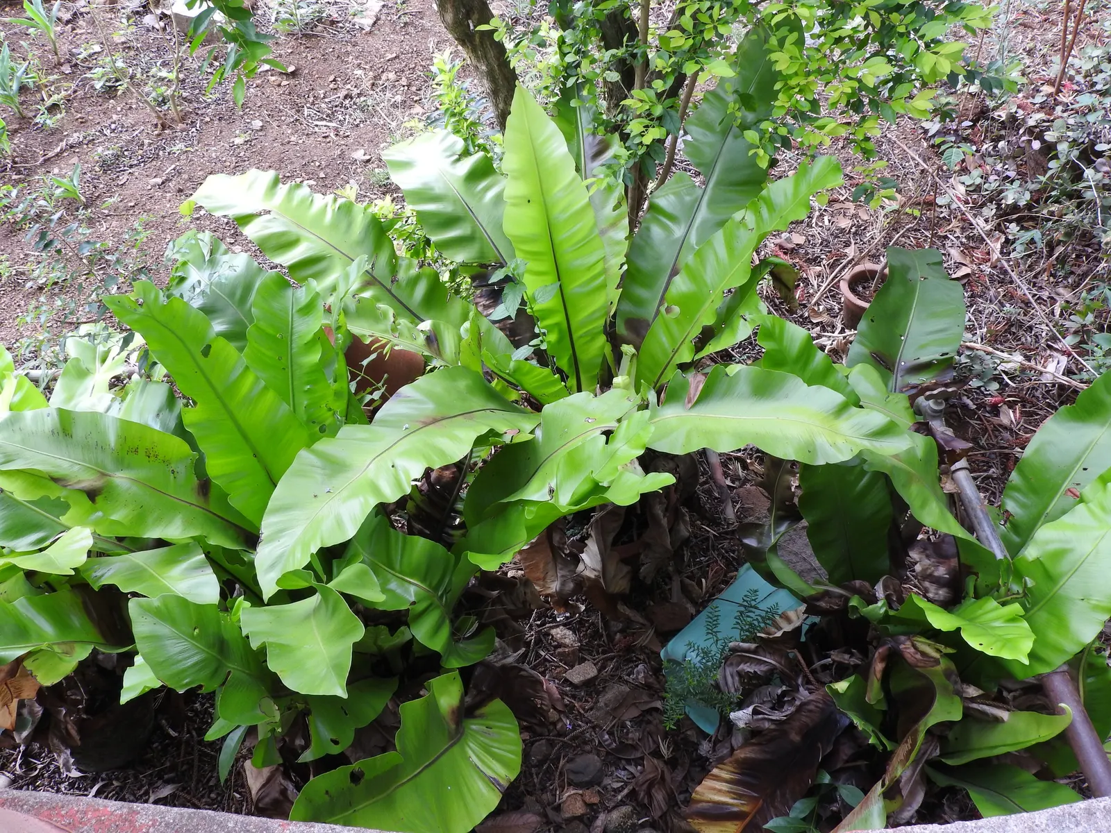 Coffee Fern (Pellaea Andromedifolia) — or nestled among boulder crevices