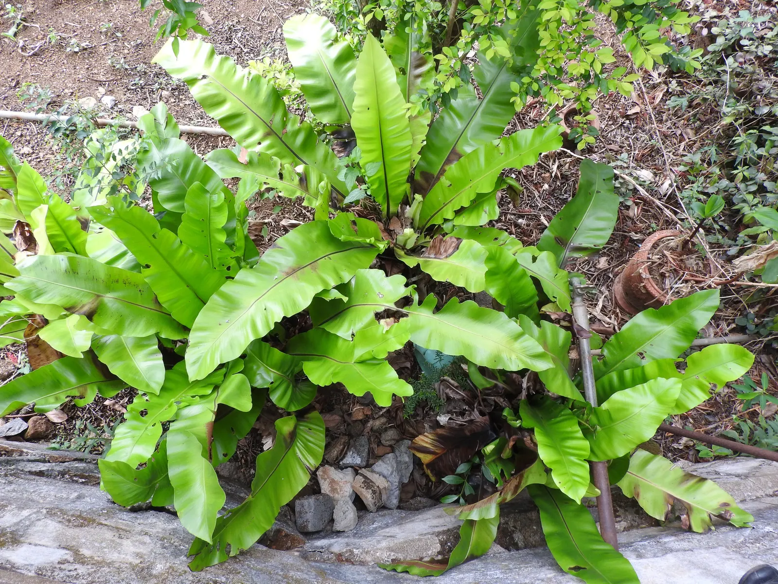 Coffee Fern (Pellaea Andromedifolia) — dark green to bluish-green fronds