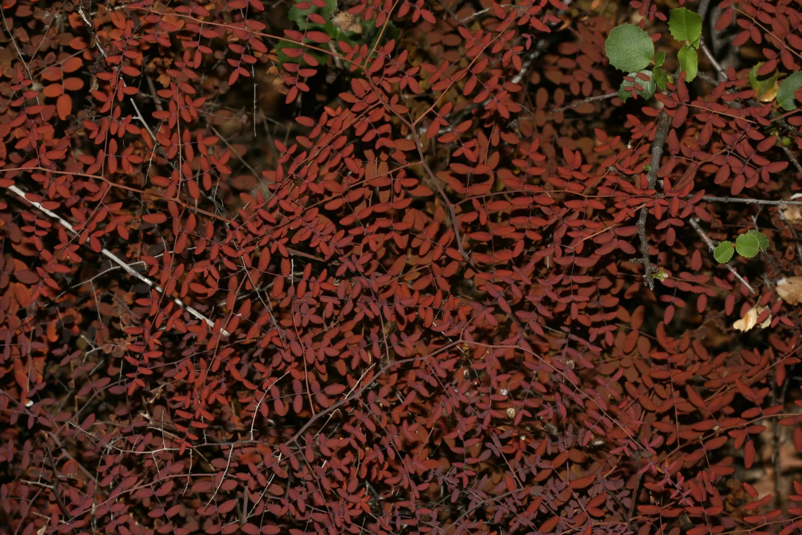 Coffee Fern (Pellaea Andromedifolia) — scientifically named Pellaea andromedifolia
