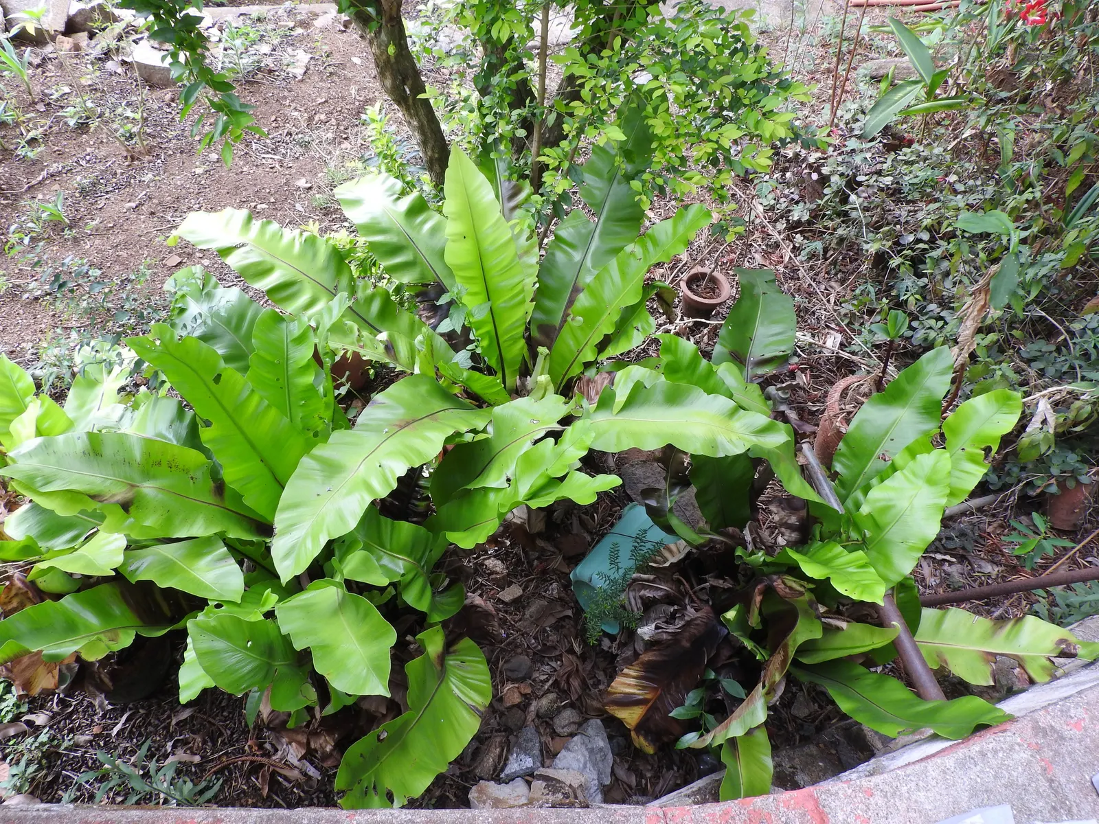 Coffee Fern (Pellaea Andromedifolia) — the Coffee Fern displays intricate
