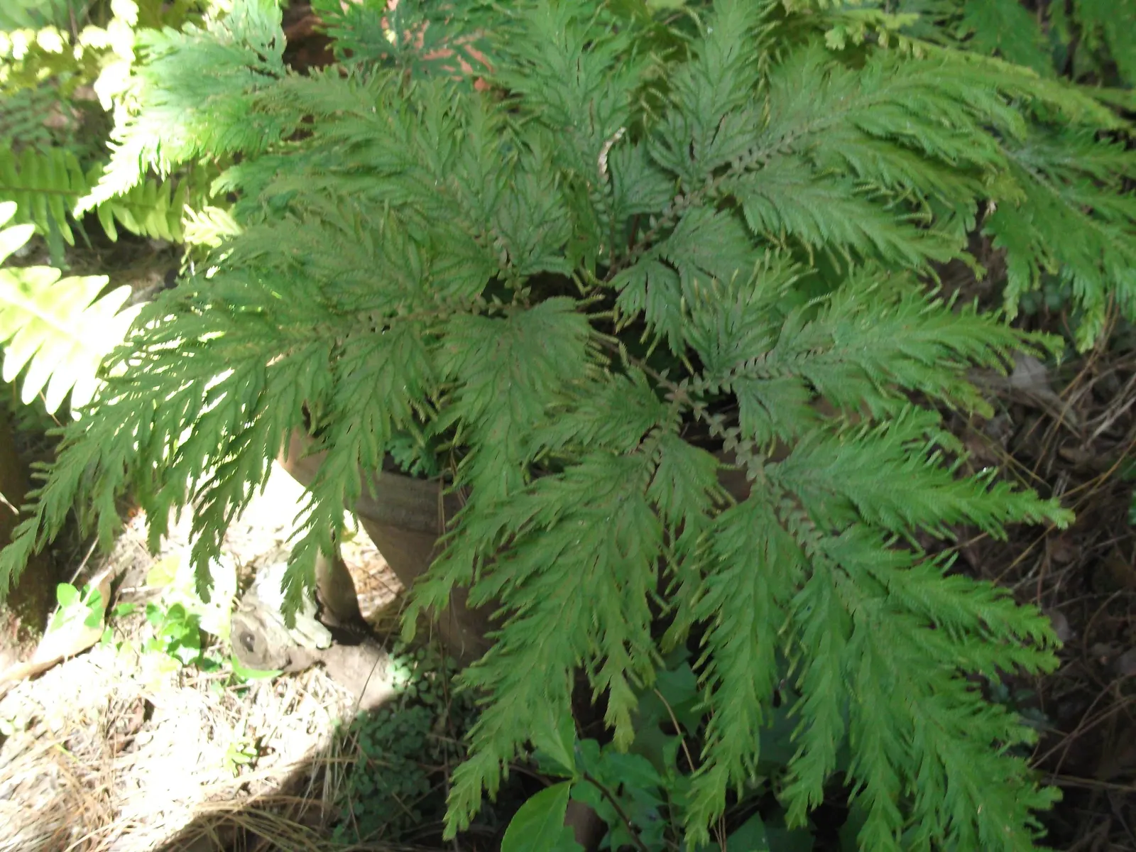Coffee Fern (Pellaea Andromedifolia) — It prefers partial to full shade environments