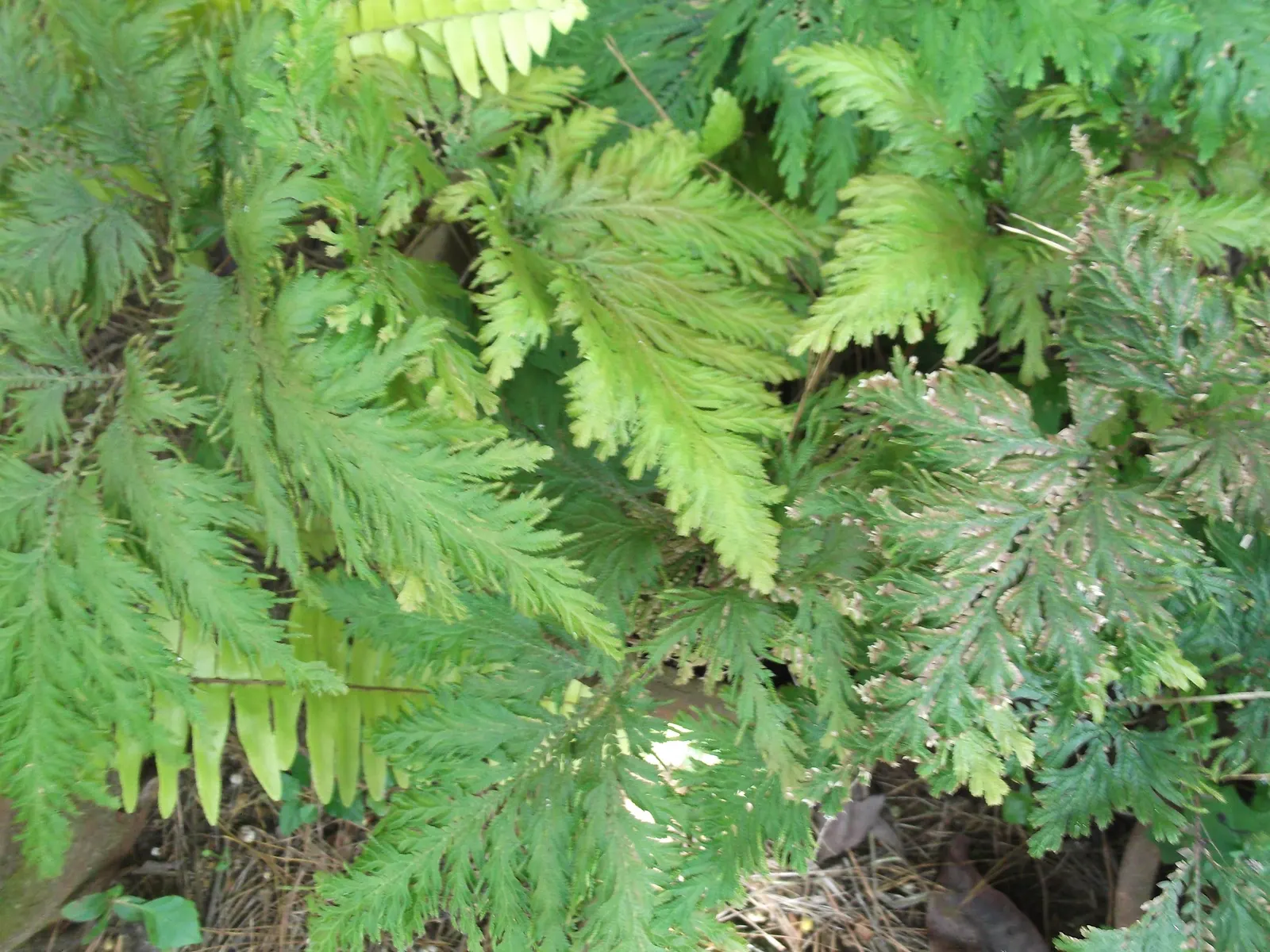 Coffee Fern (Pellaea Andromedifolia) — this fern thrives in USDA Hardiness Zones 8 through 10