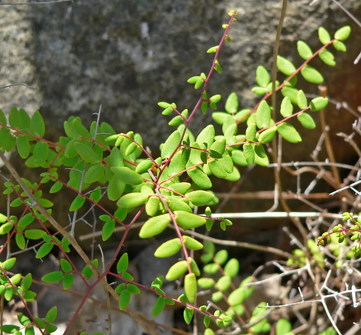 Coffee Fern (Pellaea Andromedifolia) — Hardy in USDA zones 8-10, it requires minimal water once established