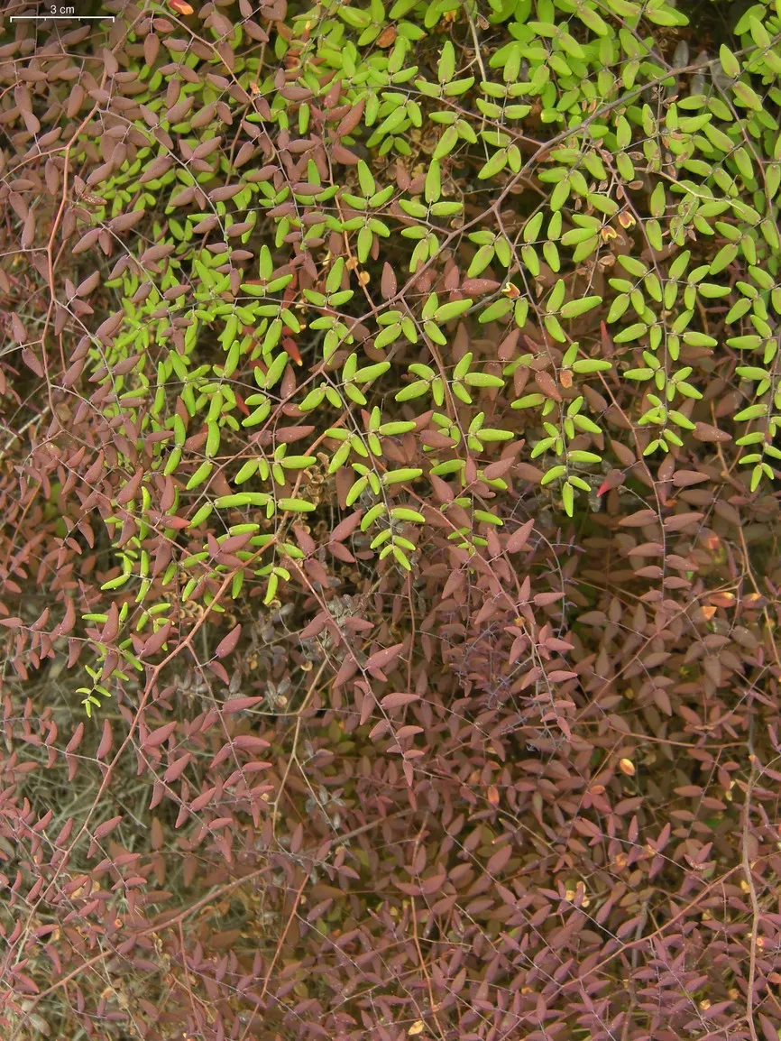 Coffee Fern (Pellaea Andromedifolia) — and rise from a rhizomatous root system that helps the plant to establish itself firmly and spread over time