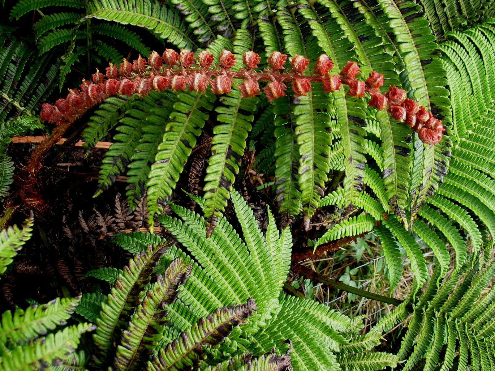 Coffee Fern (Pellaea Andromedifolia) — This fern typically grows to 1-2 feet tall and wide, with fronds that can reach 18 inches long