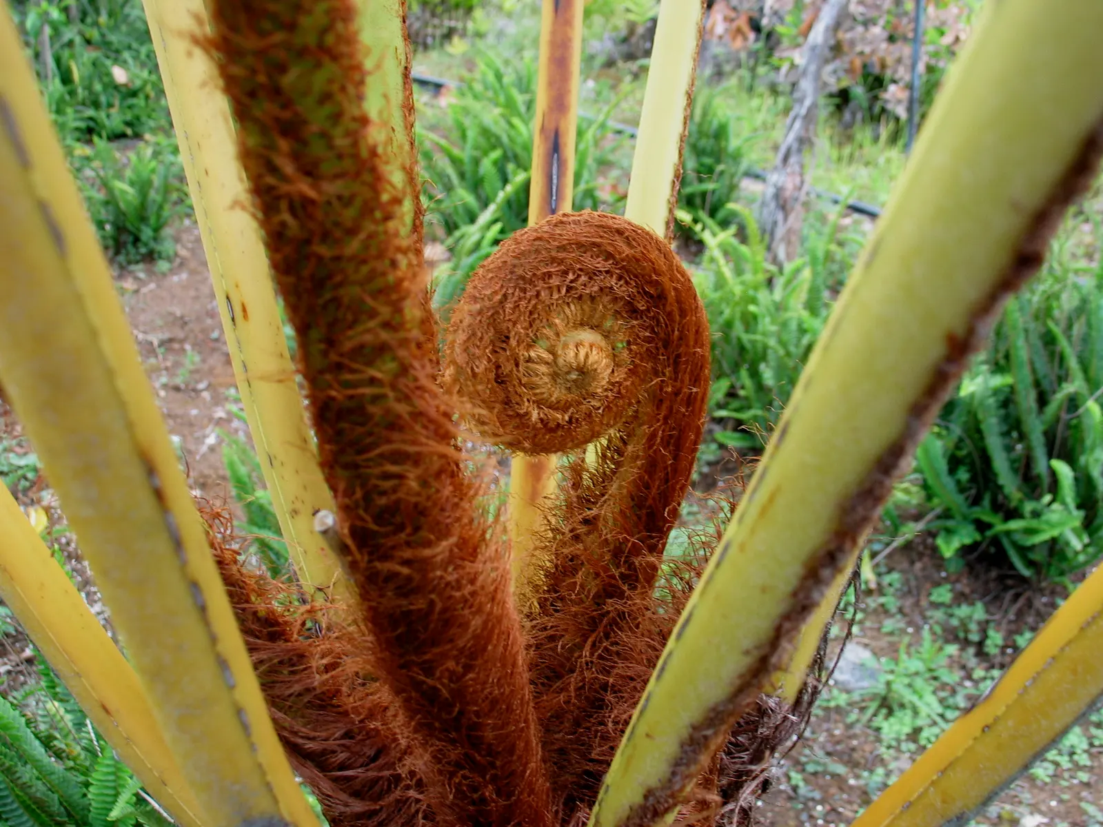 Coffee Fern (Pellaea Andromedifolia) — is an evergreen native to California that thrives in dry