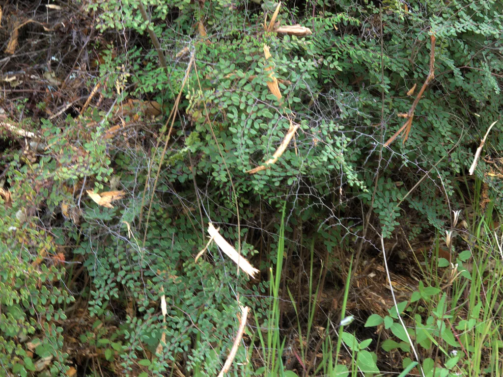 Coffee Fern (Pellaea Andromedifolia) — is a durable perennial fern native to the western United States