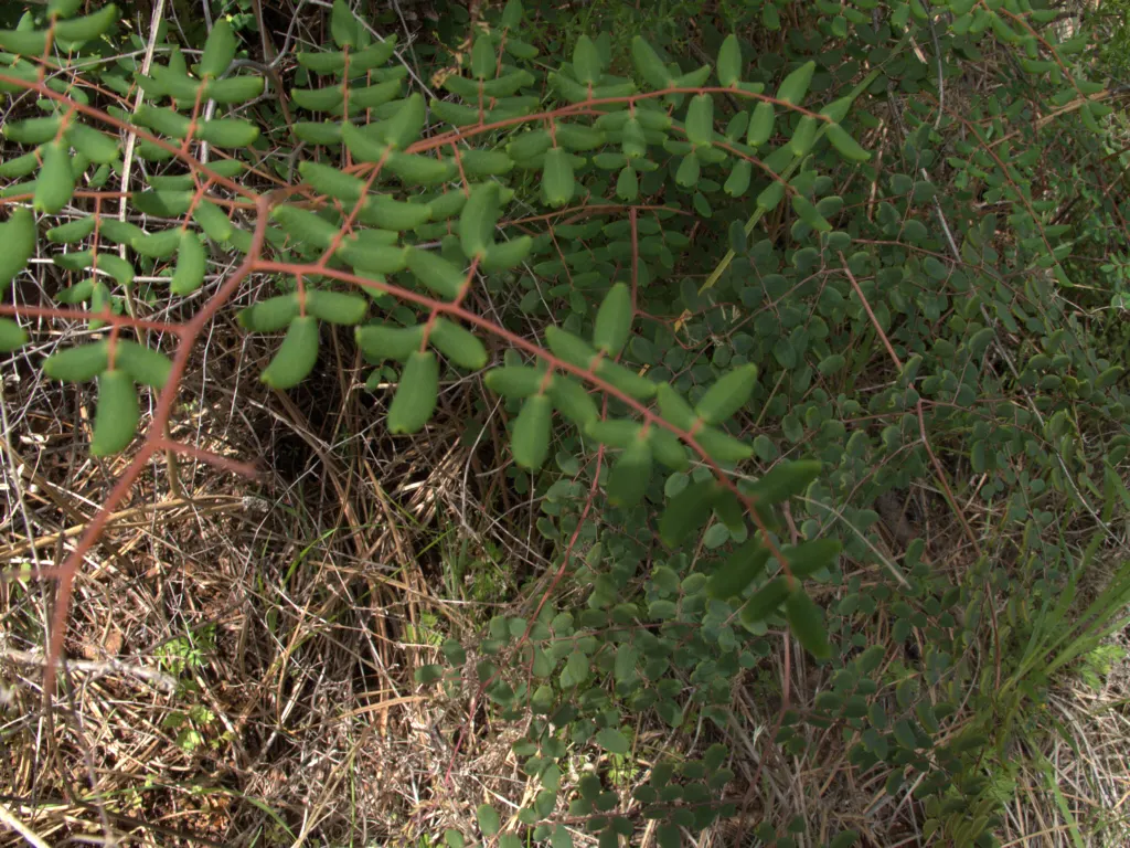 Coffee Fern (Pellaea Andromedifolia) — An ideal choice for landscape designs with an emphasis on low maintenance and drought tolerance