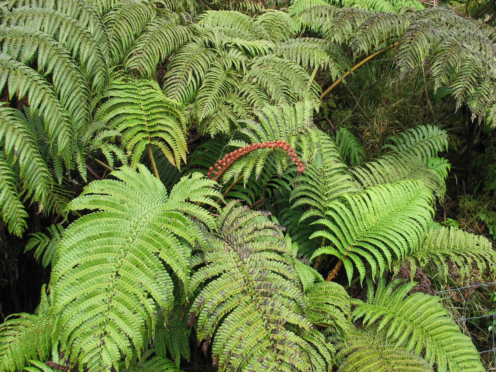 Coffee Fern (Pellaea Andromedifolia) — making it an excellent choice for adding texture to shaded areas