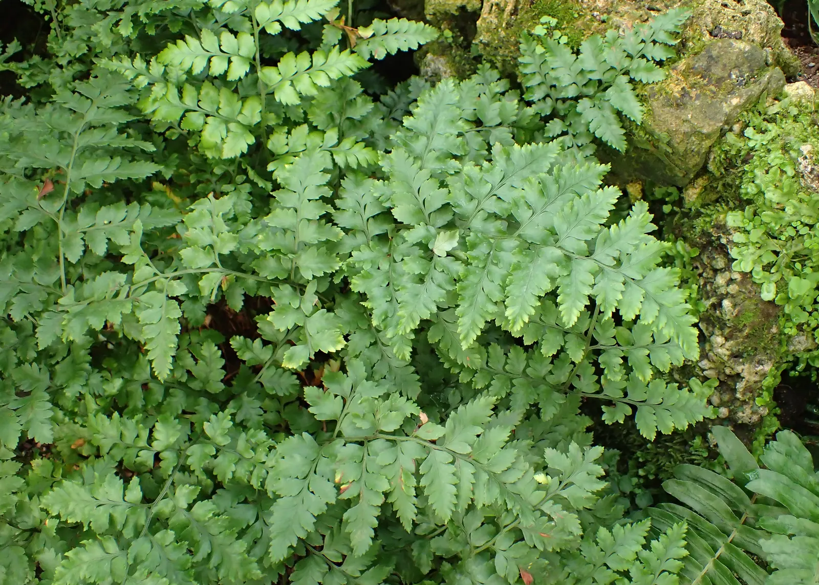 Leather Fern (Rumohra Adiantiformis) — where their evergreen presence provides year-round interest and a lush; regular watering and light fertilizing support