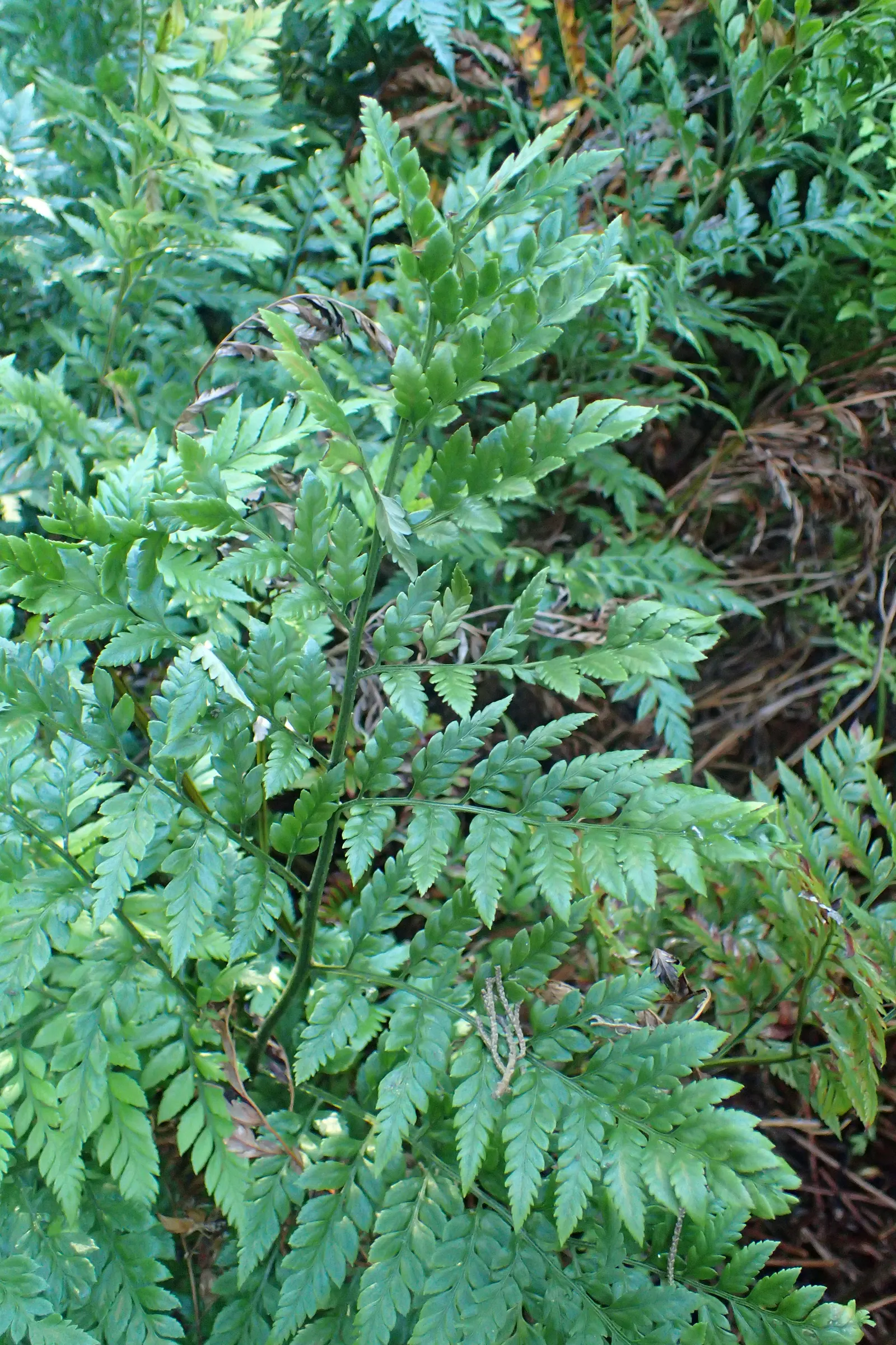 Leather Fern (Rumohra Adiantiformis) — Regular watering and light fertilizing support its lush appearance; this fern offers a reliable and, image 93