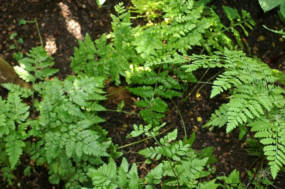 Leather Fern (Rumohra Adiantiformis) — textured backdrop for seasonal flowers