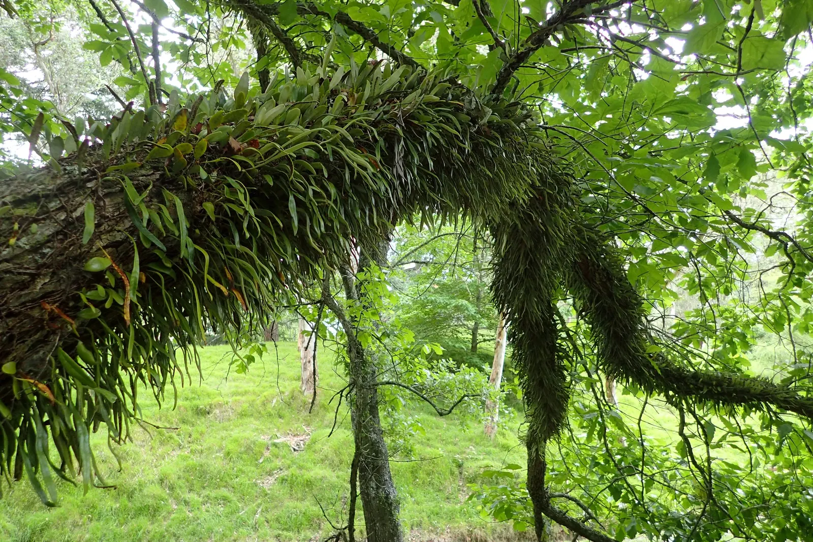 Leather Fern (Rumohra Adiantiformis) — fern for half or shade; consider clustering Leather Ferns in shaded borders or as an understory plant in, image 88