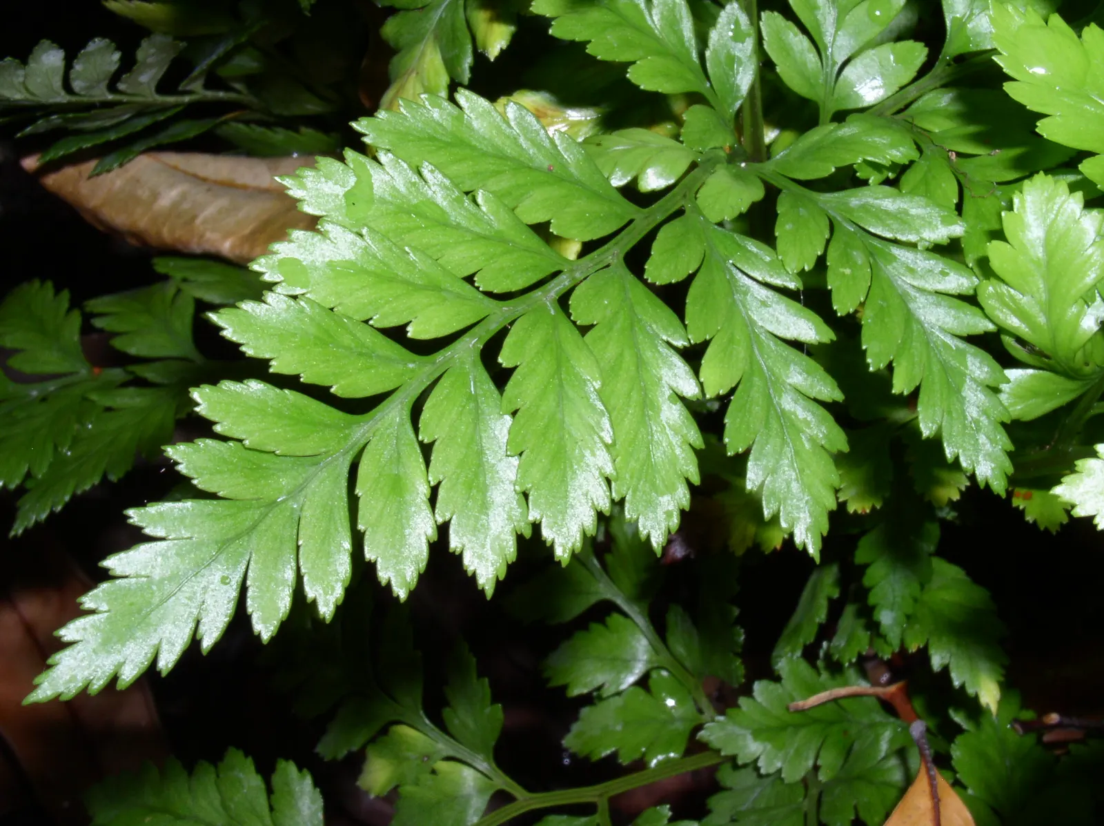 Leather Fern (Rumohra Adiantiformis) — textured backdrop for seasonal flowers; shiny green with triangular leaflets, image 87