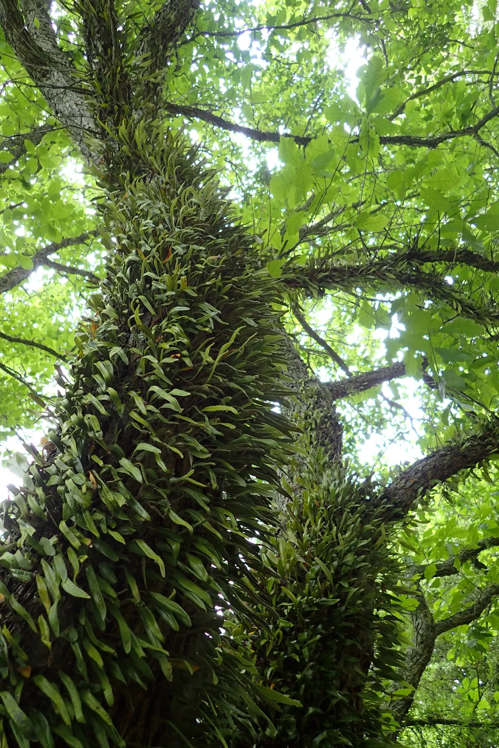 Leather Fern (Rumohra Adiantiformis) — is an evergreen with glossy; hardy in zones 9-11, it is excellent for adding texture to shaded gardens and as a reliable