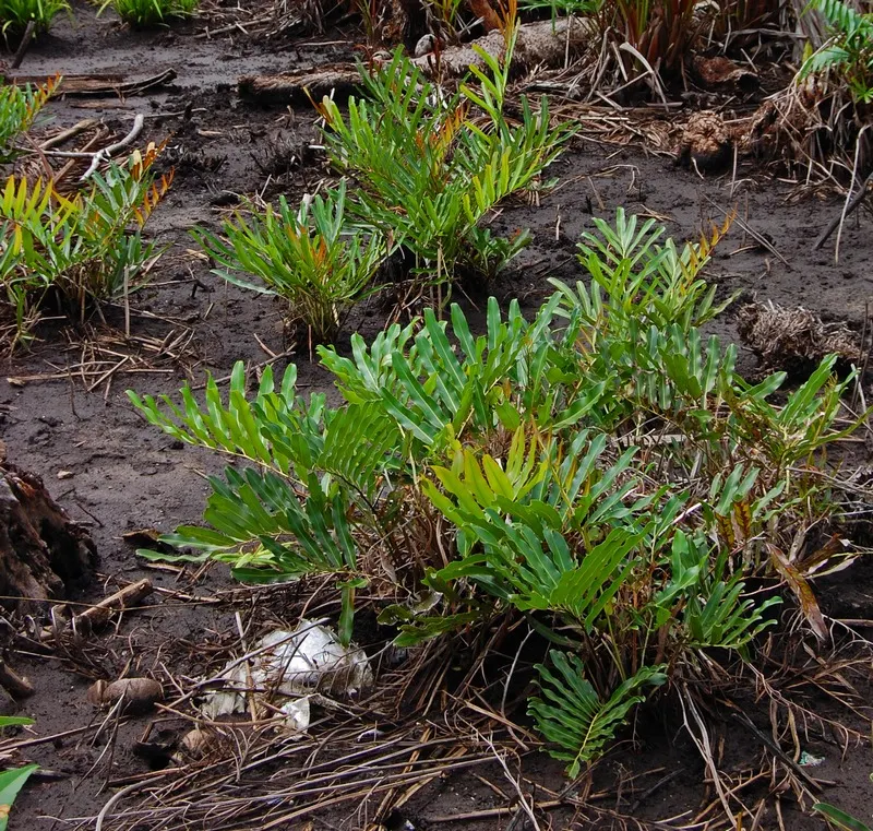 Leather Fern (Rumohra Adiantiformis) — It prefers consistently moist, well-drained soil that is rich in organic matter; although it can tolerate brief periods