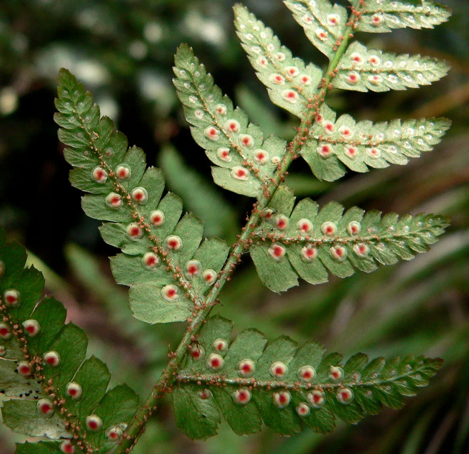 Leather Fern (Rumohra Adiantiformis) — textured backdrop for seasonal flowers; shiny green with triangular leaflets, image 109
