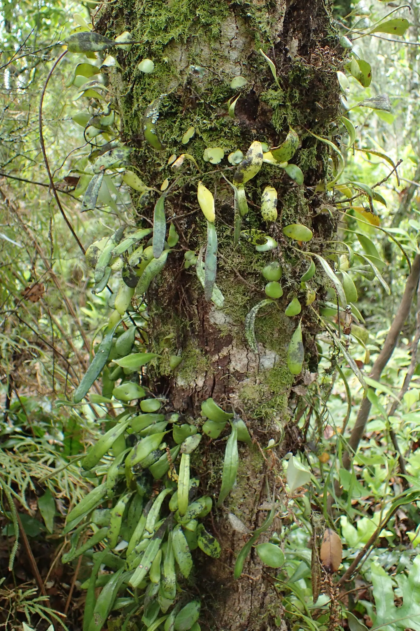 Leather Fern (Rumohra Adiantiformis) — Regular watering and light fertilizing support its lush appearance; this fern offers a reliable and, image 71
