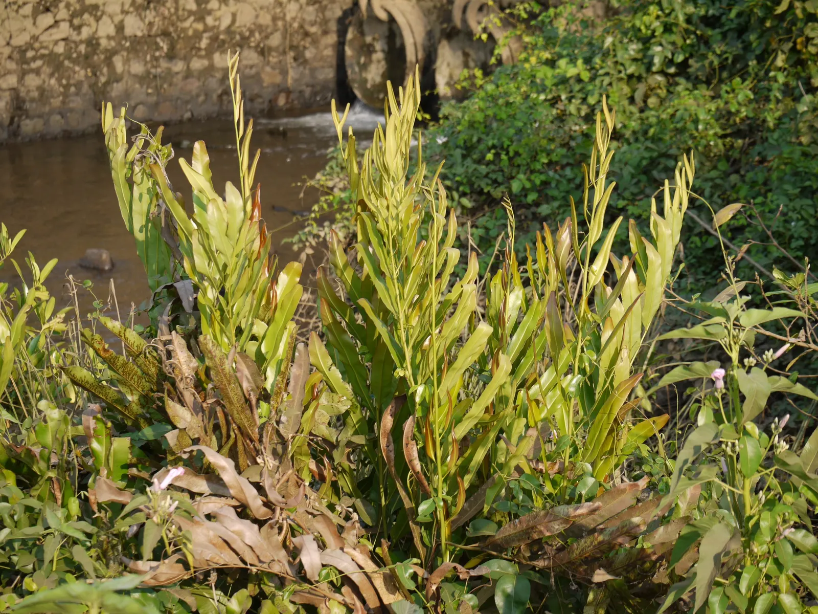 Leather Fern (Rumohra Adiantiformis) — the Leather Fern thrives in partial to full shade