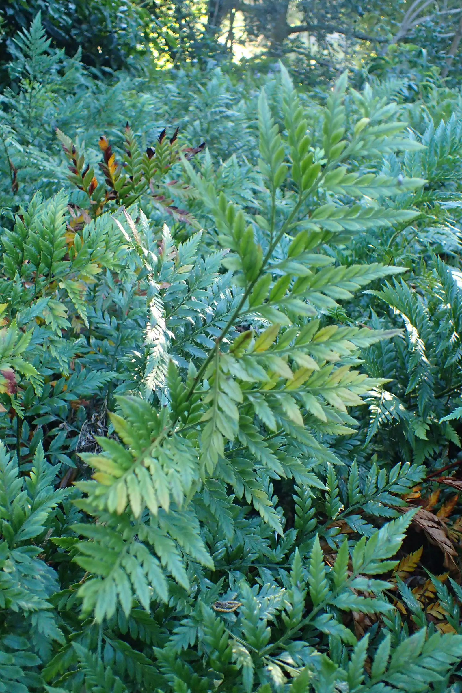 Leather Fern (Rumohra Adiantiformis) — When designing your landscape; the Leather Fern thrives in partial to full shade, image 106