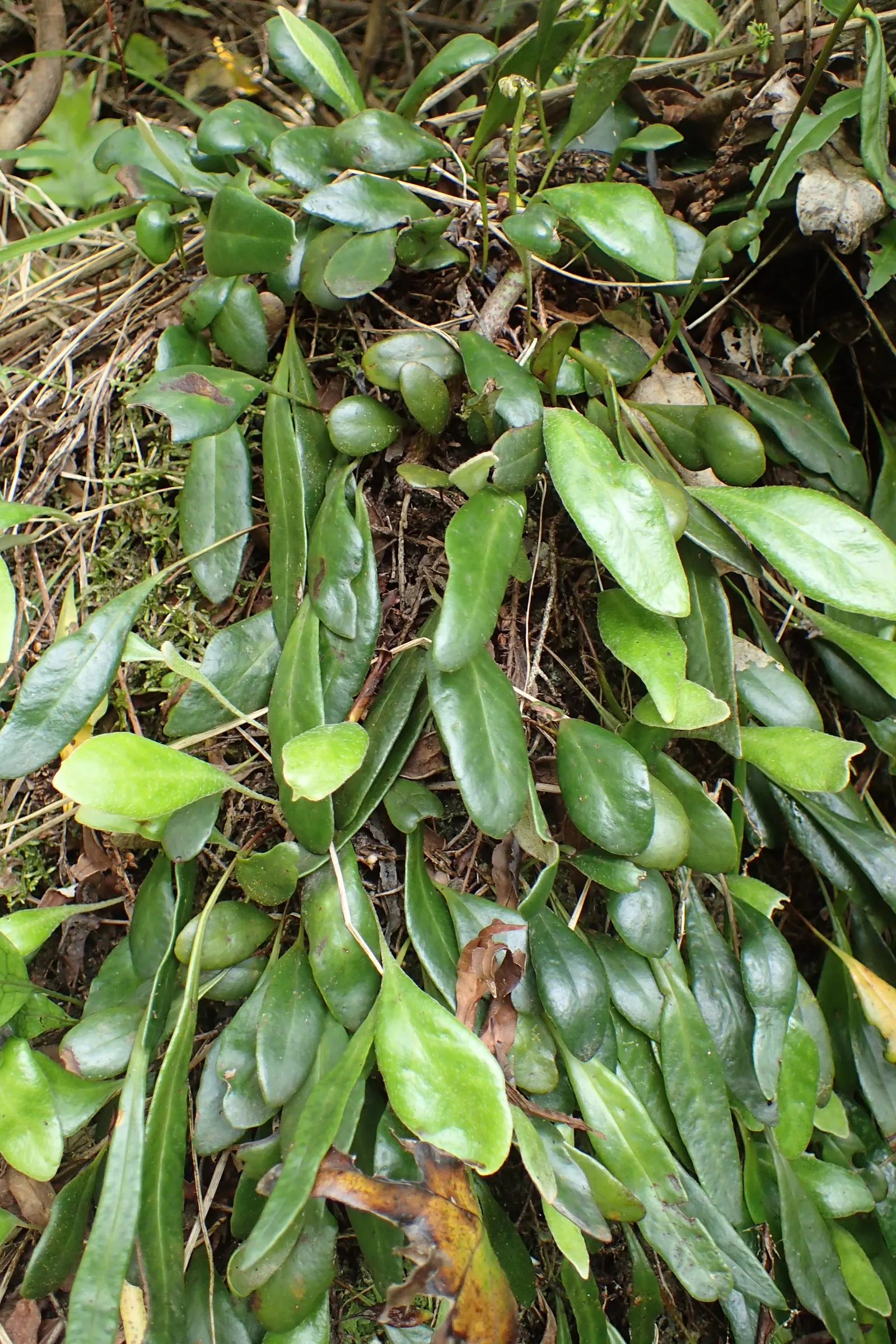 Leather Fern (Rumohra Adiantiformis) — is an appealing evergreen fern revered for its durable; deep green fronds that can reach up to 3 ft in length, image 95