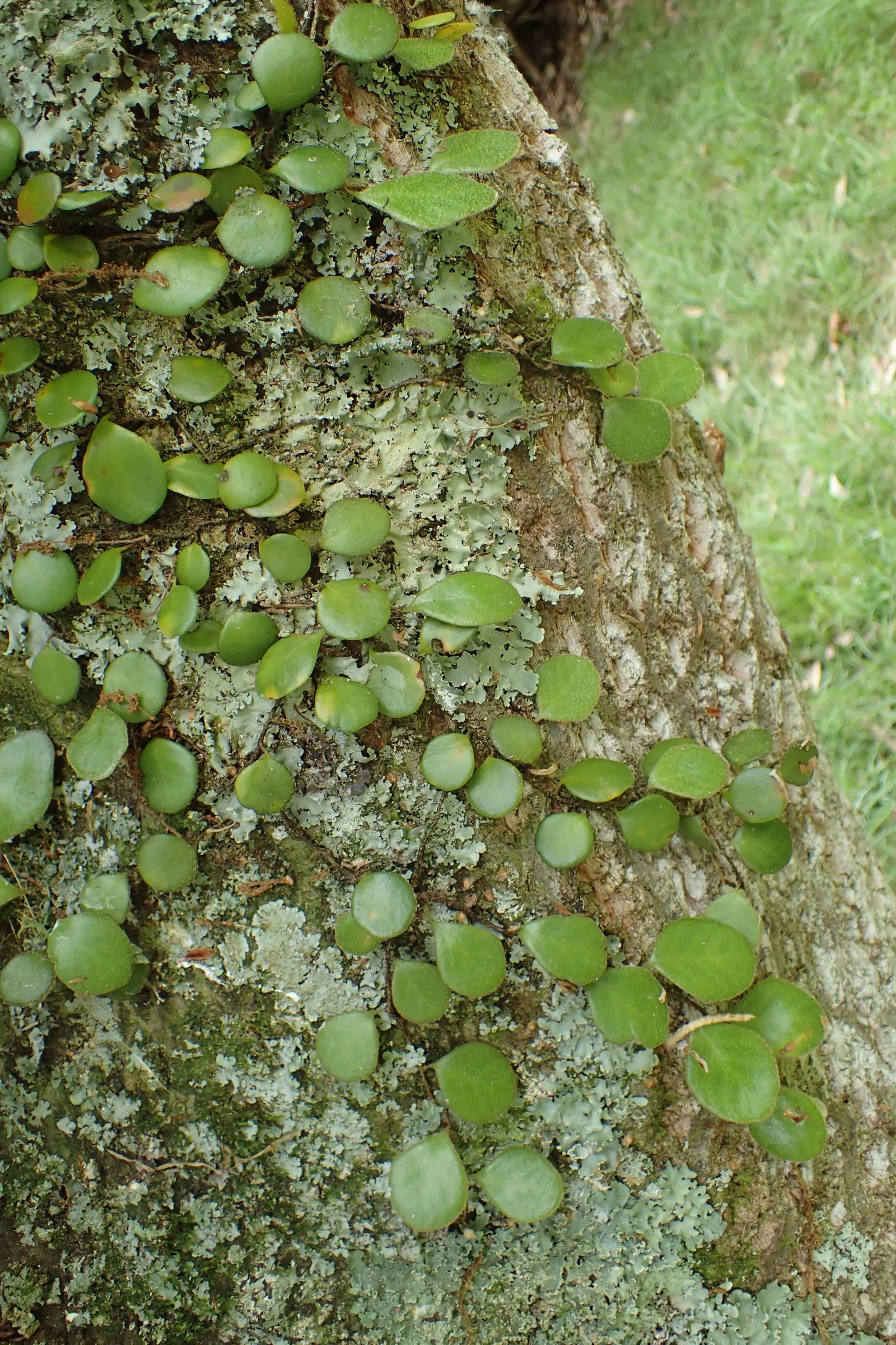 Leather Fern (Rumohra Adiantiformis) — the Leather Fern thrives in partial to full shade; fern for half or shade, image 57