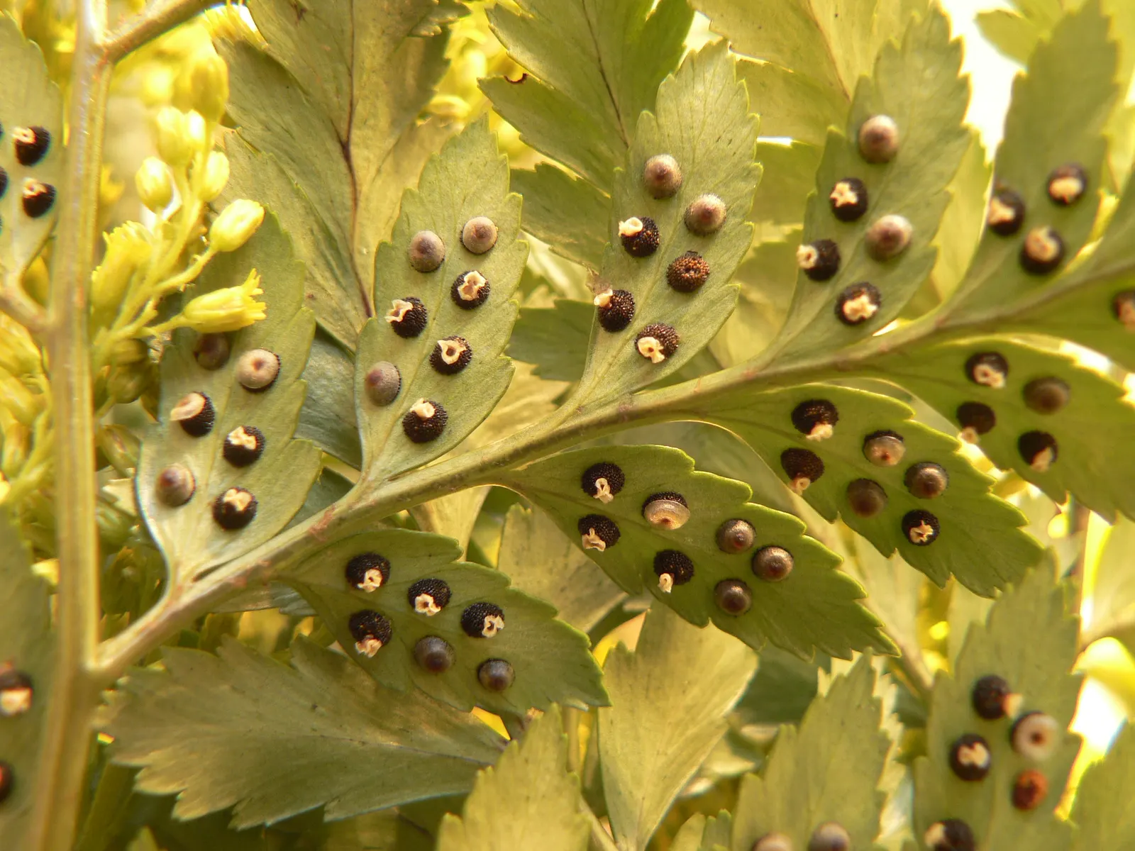Leather Fern (Rumohra Adiantiformis) — It is also widely used in floral arrangements due to the long-lasting nature of its fronds when cut