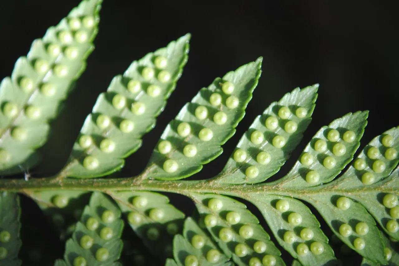 Leather Fern (Rumohra Adiantiformis) — It is also widely used in floral arrangements due to the long-lasting nature of its fronds when cut; scientifically