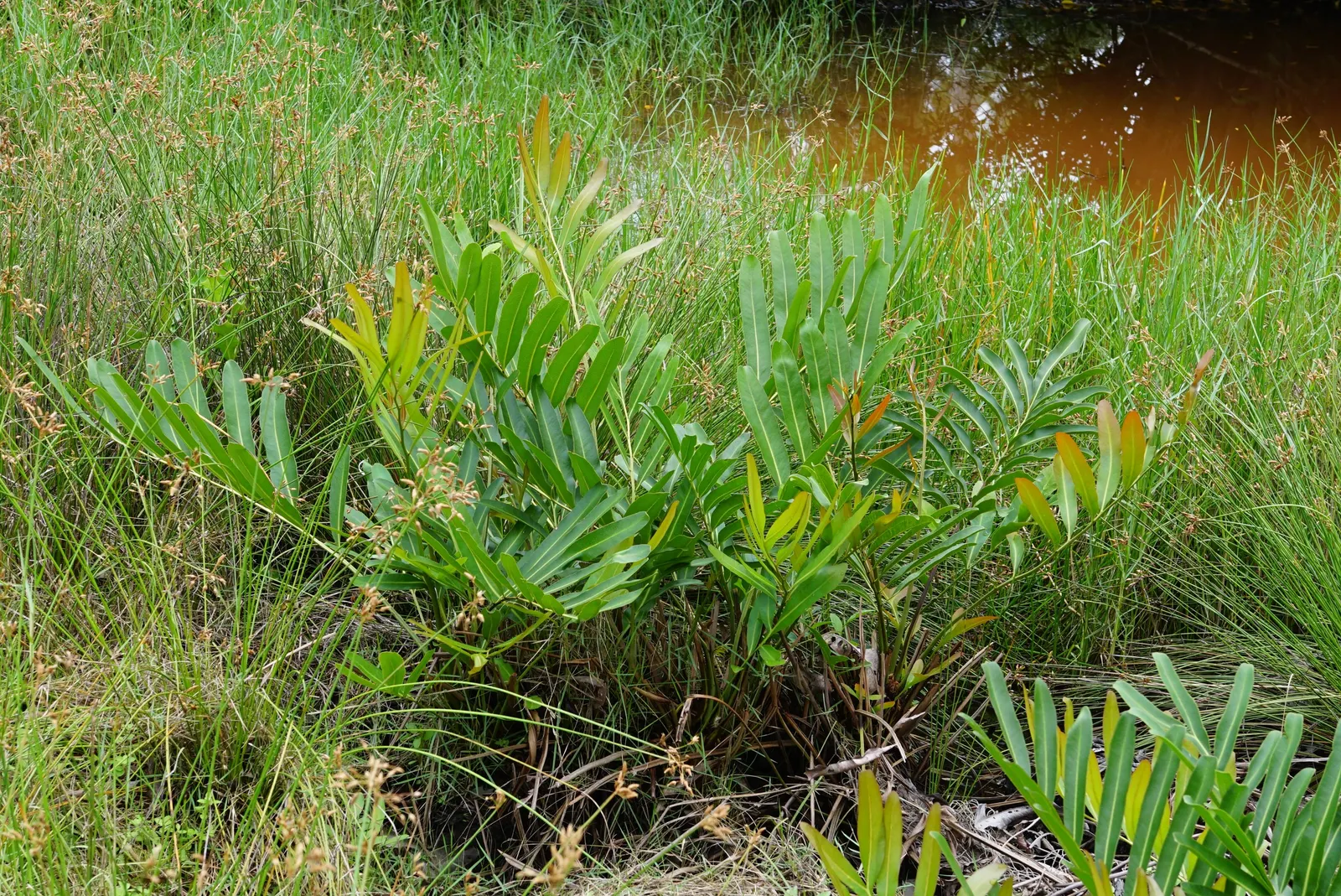 Leather Fern (Rumohra Adiantiformis) — deep green fronds that can reach up to 3 ft in length; its arching fronds are a deep, image 112