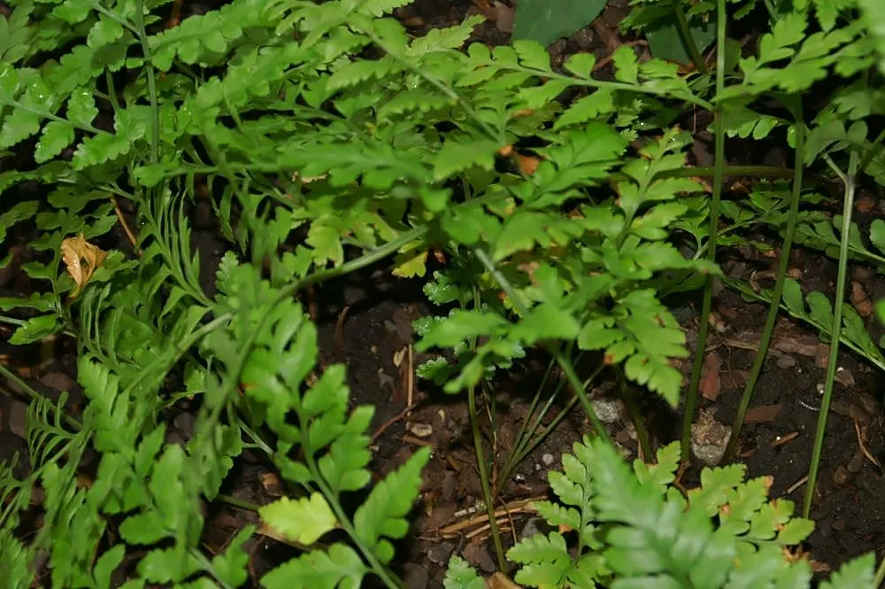 Leather Fern (Rumohra Adiantiformis) — When designing your landscape; the Leather Fern thrives in partial to full shade
