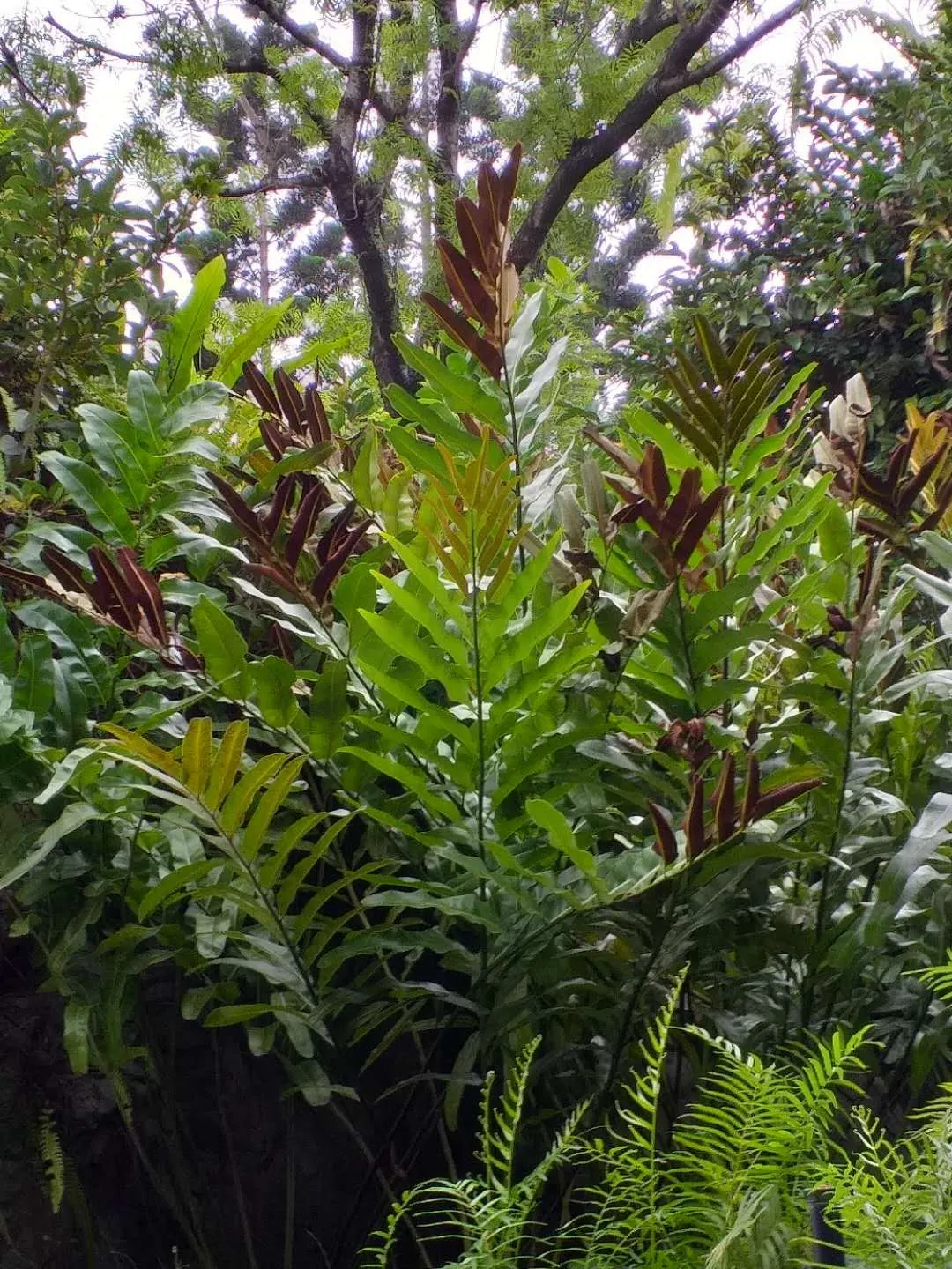 Leather Fern (Rumohra Adiantiformis) — It is also widely used in floral arrangements due to the long-lasting nature of its fronds when cut, image 61