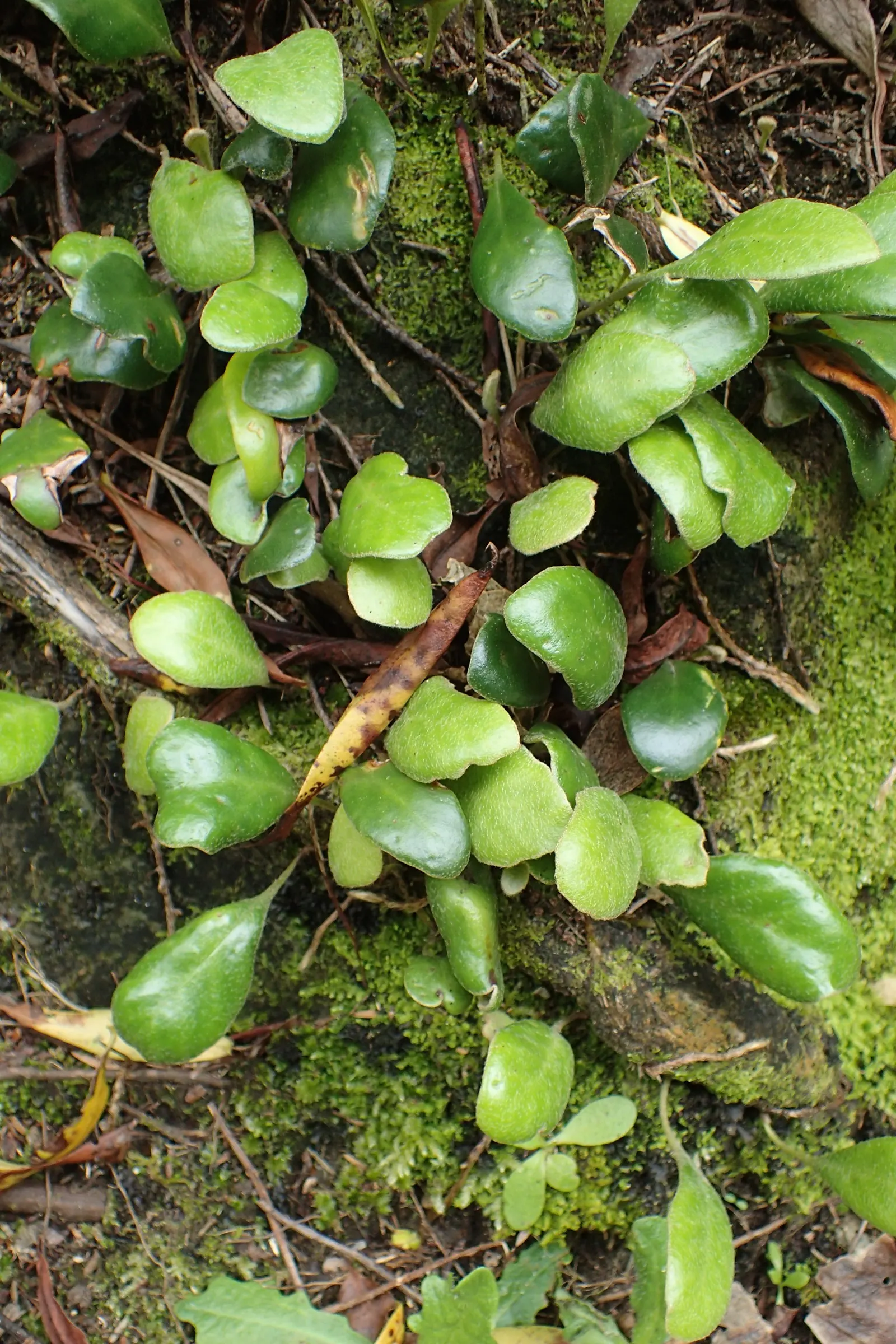Leather Fern (Rumohra Adiantiformis) — When designing your landscape; the Leather Fern thrives in partial to full shade, image 84